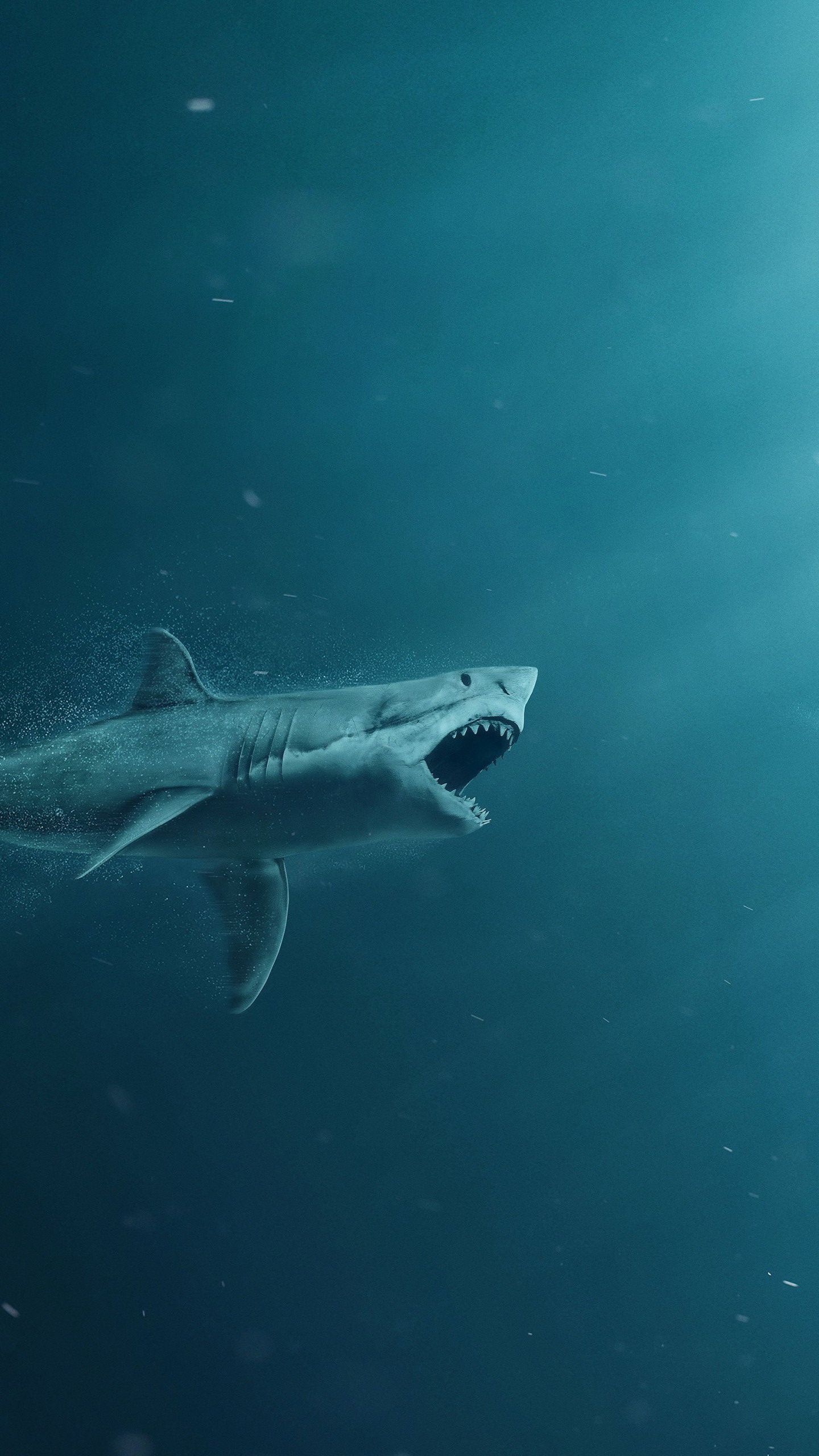 IPhone shark background, Shark wallpaper iPhone, Wallpaper iPhone shark, Shark background shark, 1440x2560 HD Phone