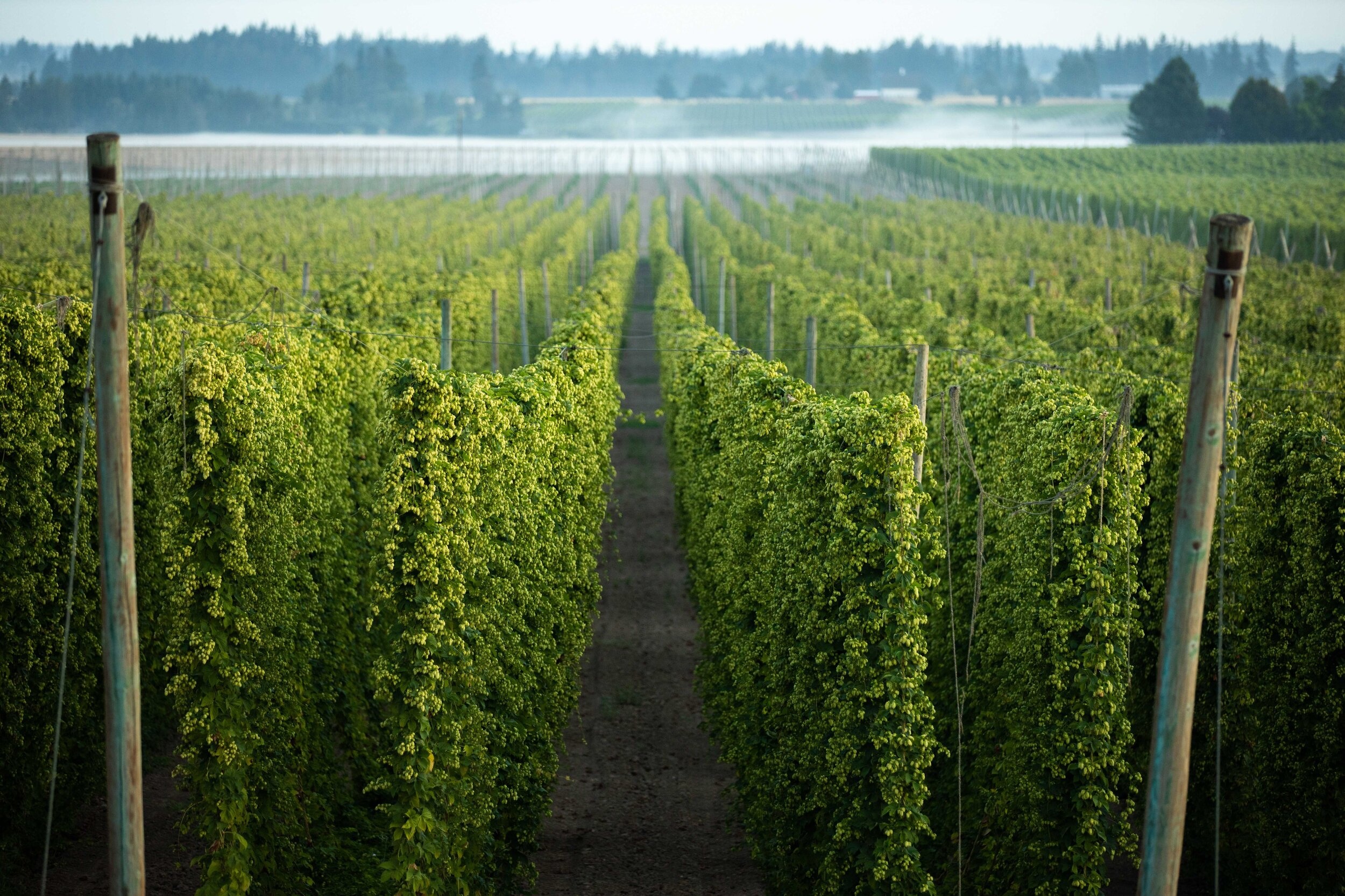 Coleman hops, Hop varieties, Brewing industry, Hop plants, 2500x1670 HD Desktop
