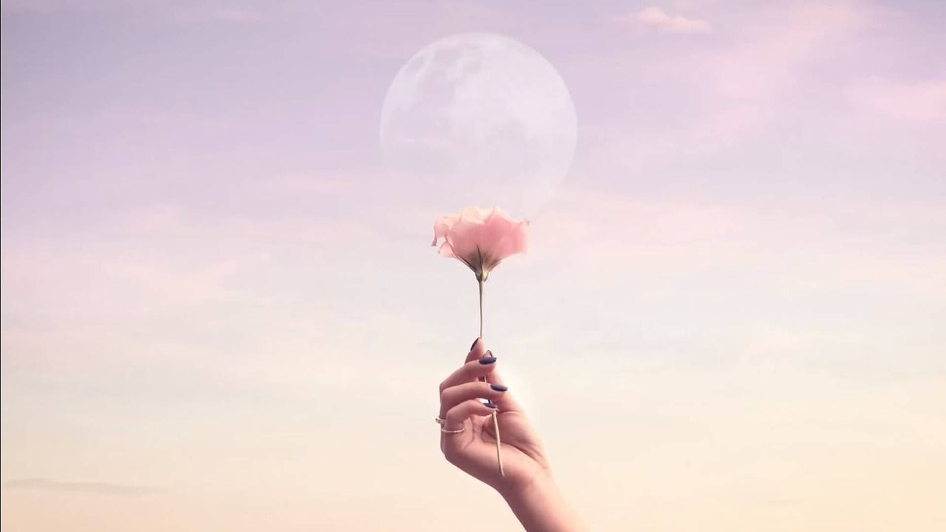 Flower, For Laptop Wallpaper, 1920x1080 Full HD Desktop