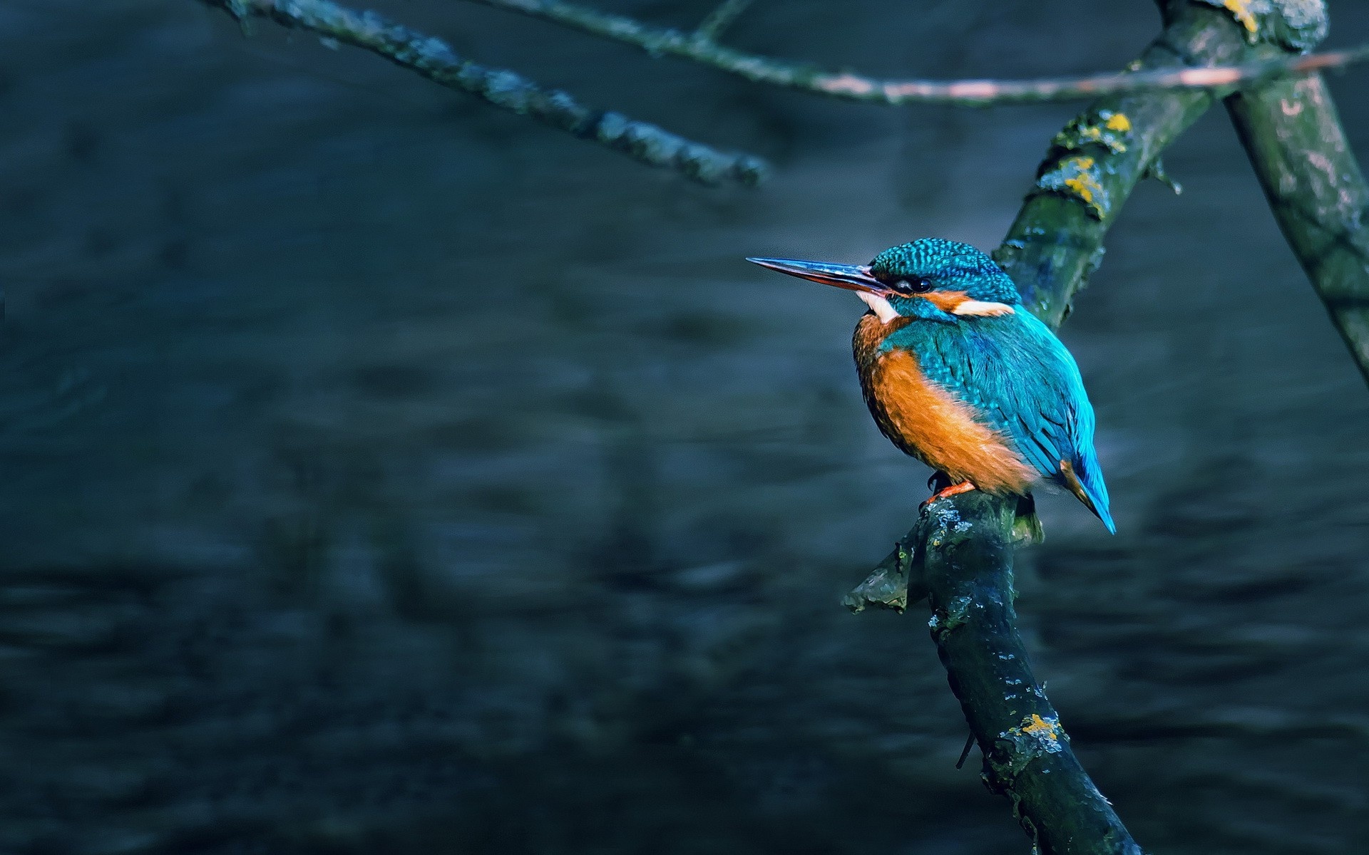 HD wallpapers, Desktop and mobile backgrounds, Vibrant kingfishers, Birds, 1920x1200 HD Desktop