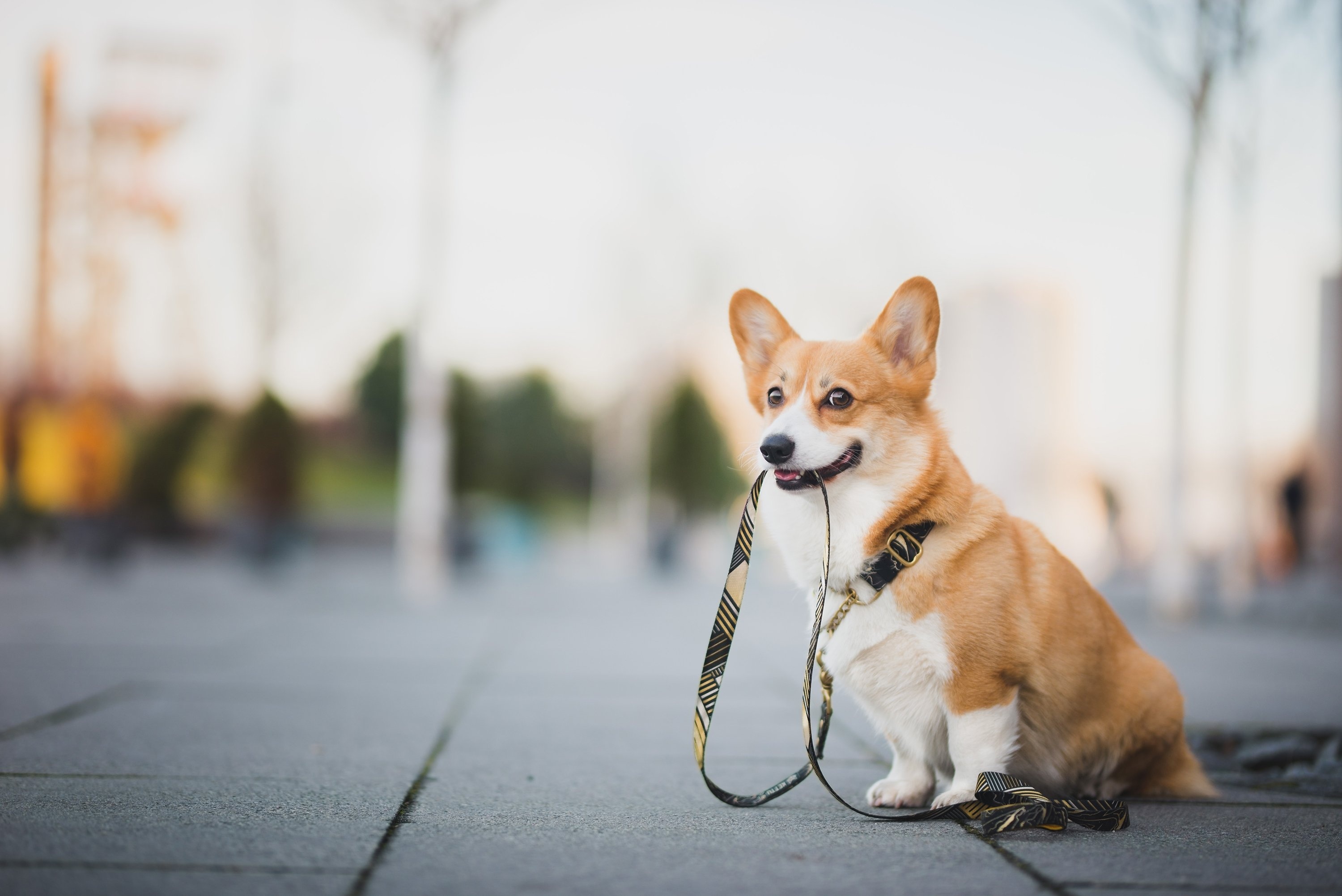 Iranian pets, Legal regulations, Caring for animals, Advocacy for pets, 3000x2010 HD Desktop