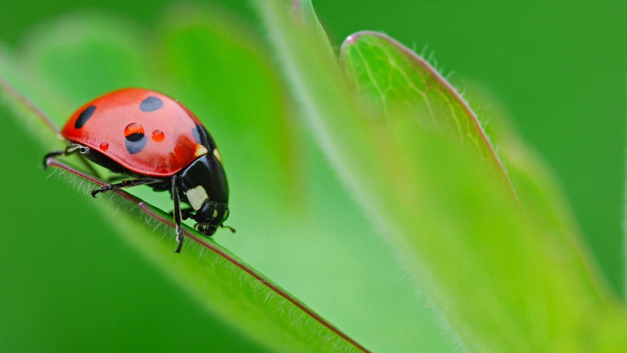 Beetle (Animals), Green beetle wallpapers, Beetle insect background, Green bug, 2560x1440 HD Desktop