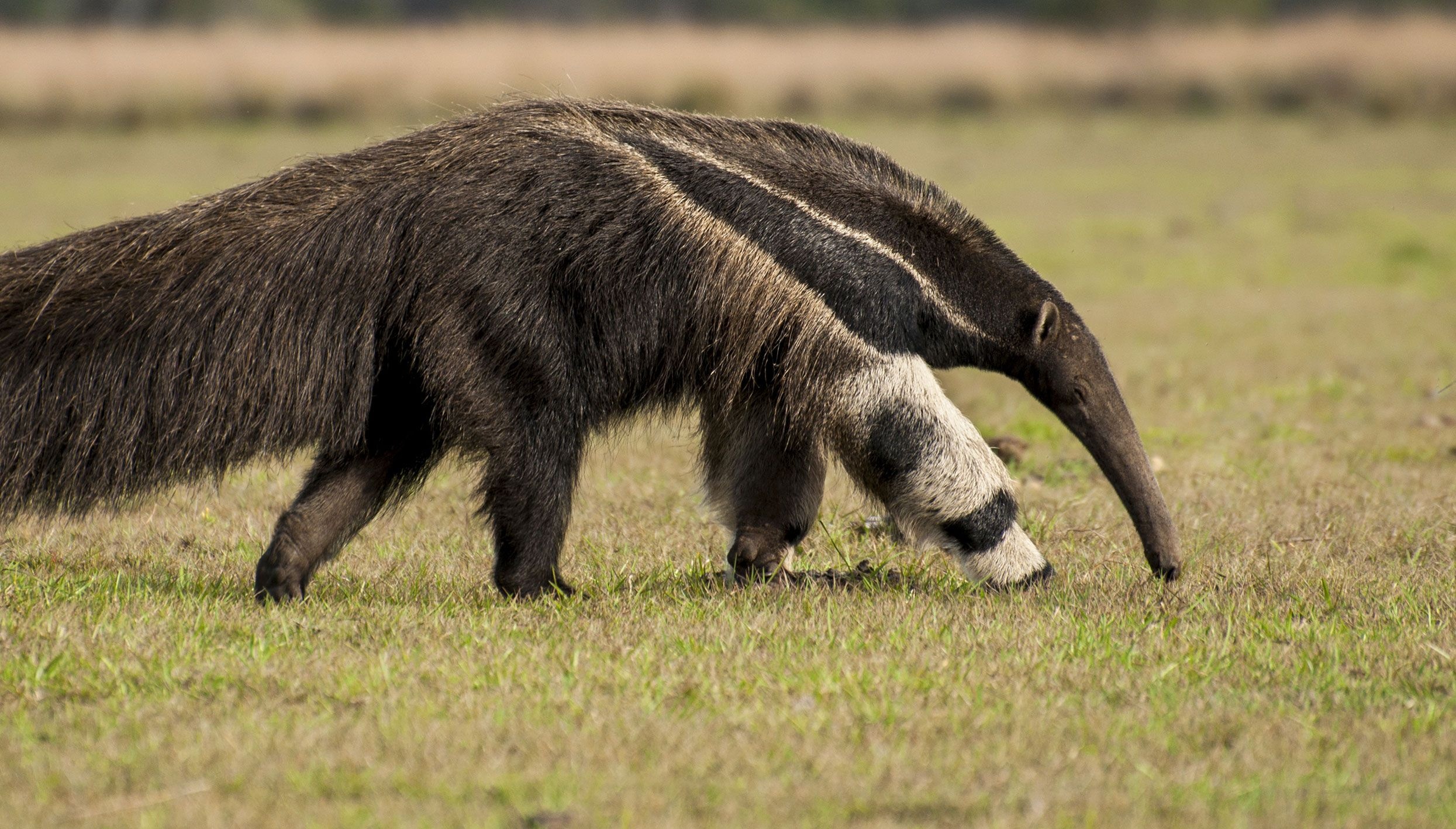 Anteater mark, Trust endangered species, Peoples trust, Leaves mark, 2490x1420 HD Desktop