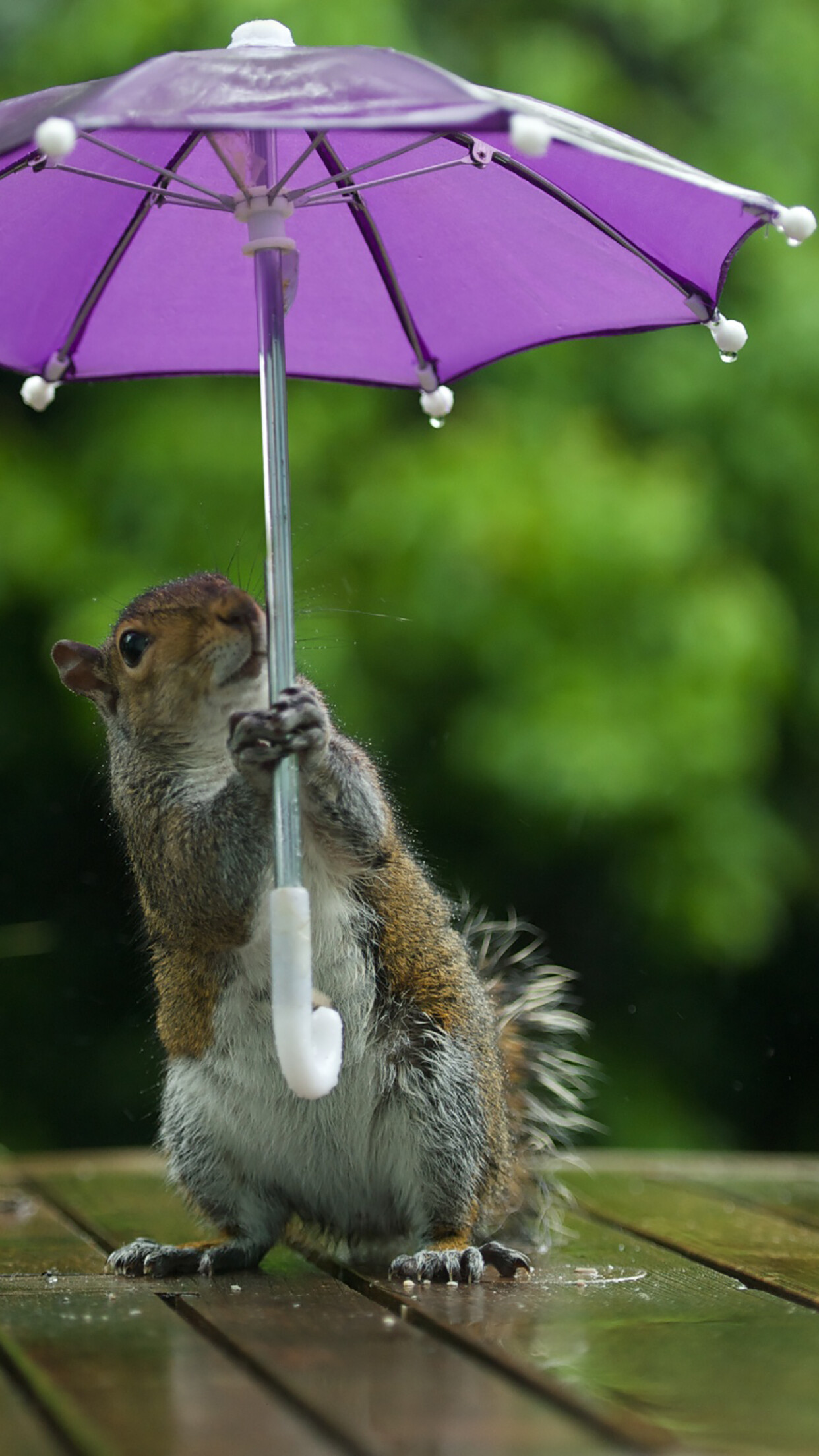 Umbrella squirrel wallpaper, Rainy day animal, 1250x2210 HD Phone