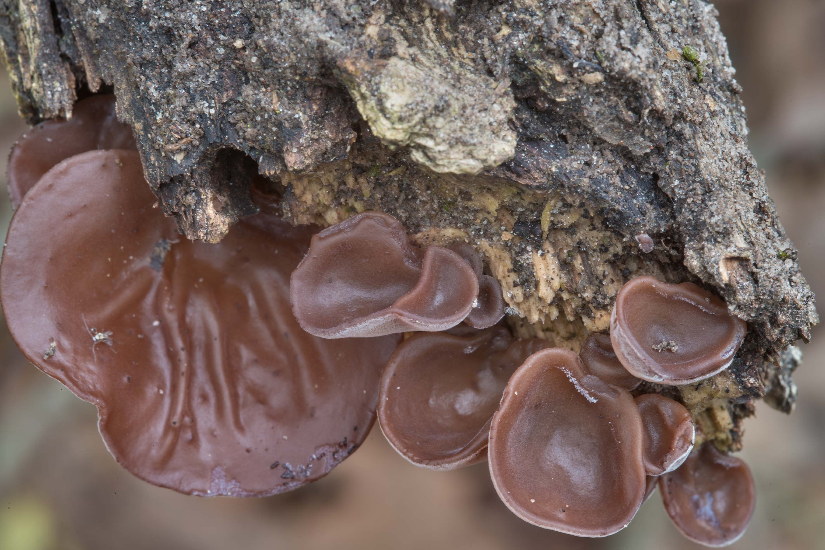 Young caps, Wood Ear mushrooms, College station Texas, Food, 2830x1890 HD Desktop