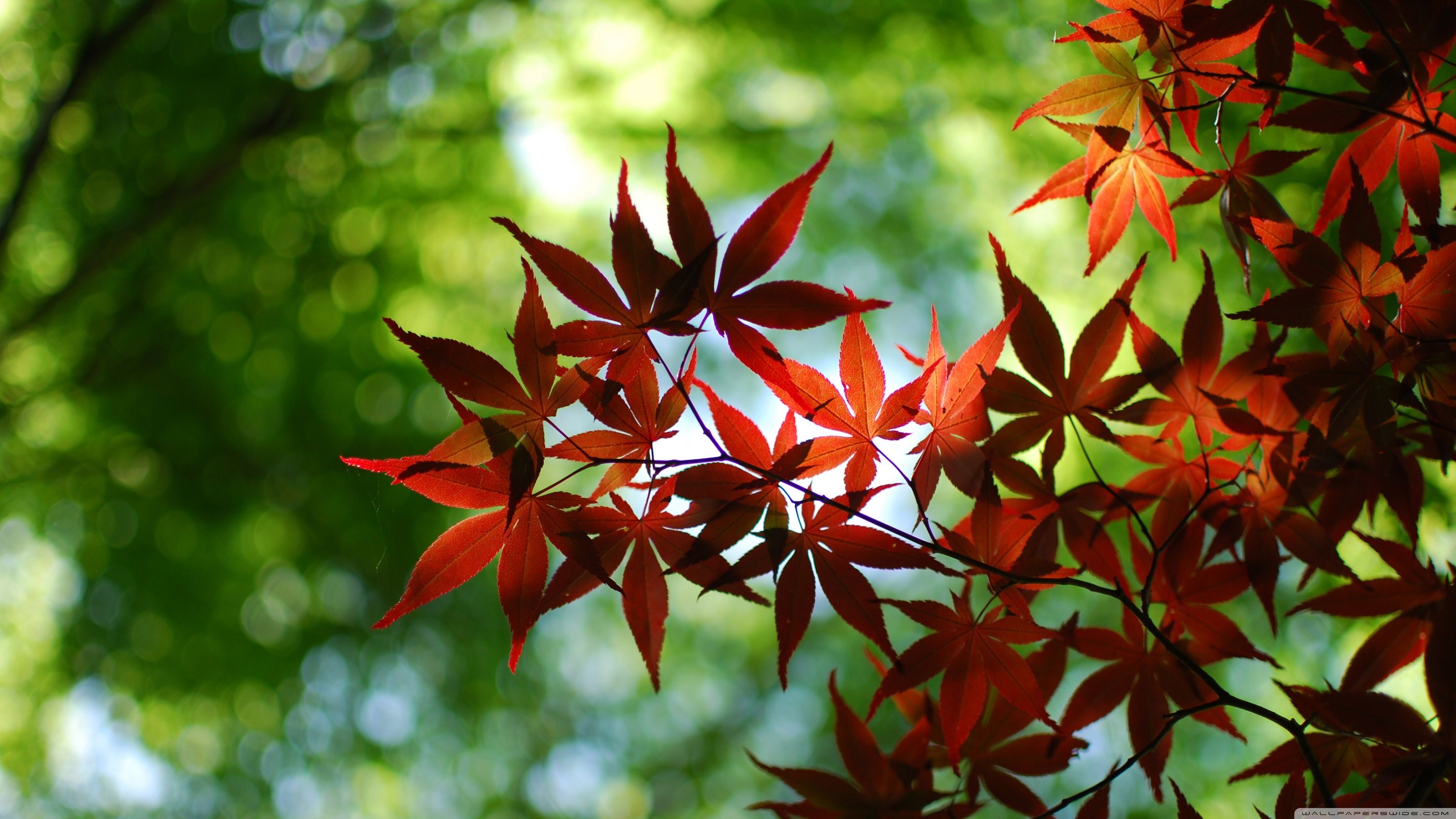 Maple tree, Majestic beauty, Breathtaking backgrounds, Nature's wonder, 3560x2000 HD Desktop