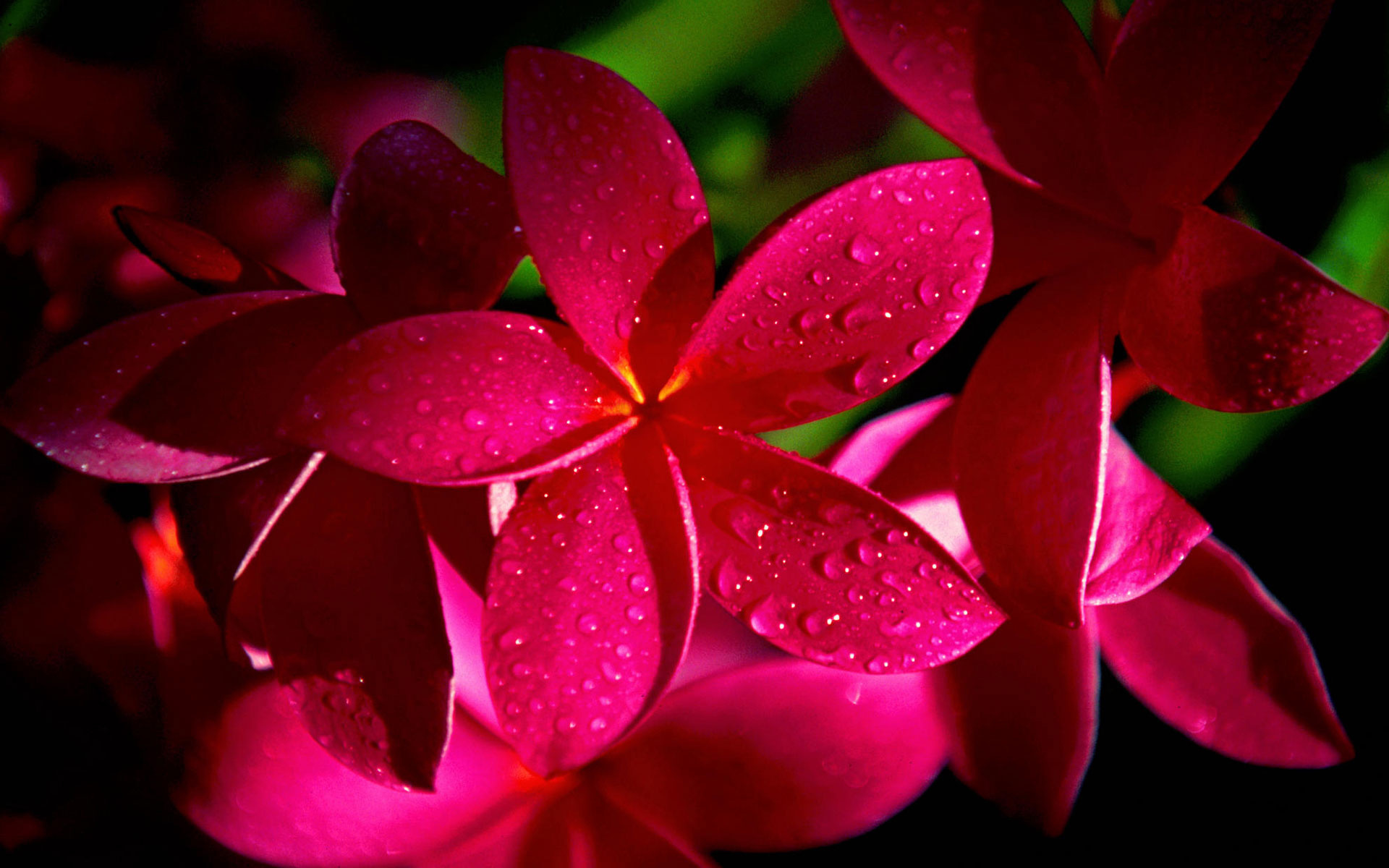 Hawaiian flower, Exotic flowers, 1920x1200 HD Desktop