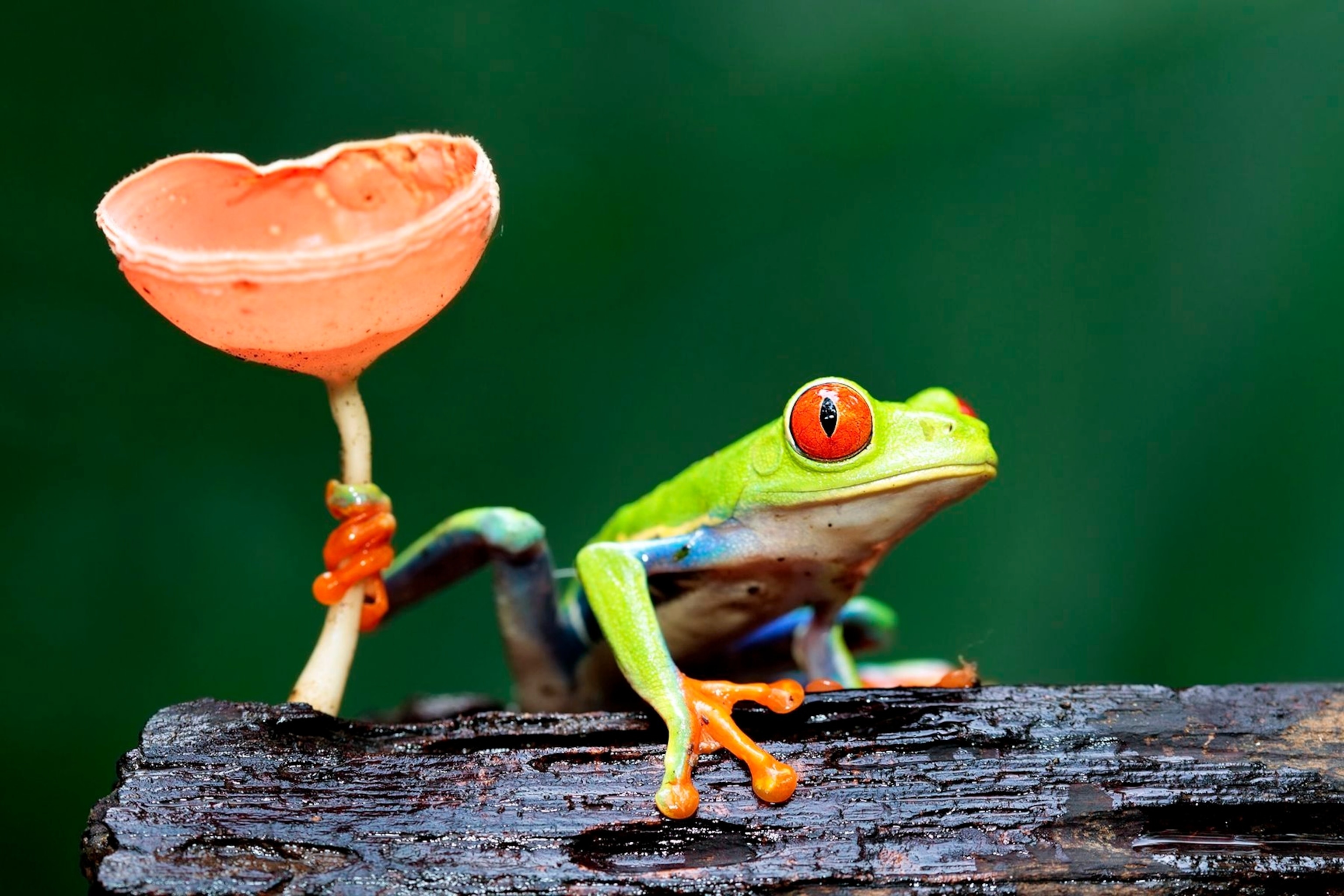 Mushroom, Red Eyed Tree Frog Wallpaper, 3080x2050 HD Desktop