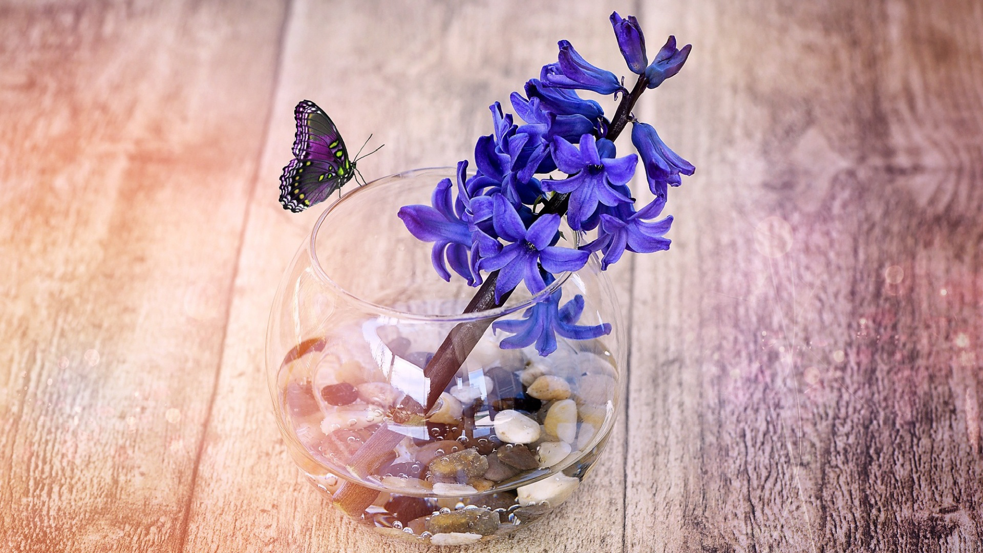 Butterfly, Hyacinth Wallpaper, 1920x1080 Full HD Desktop