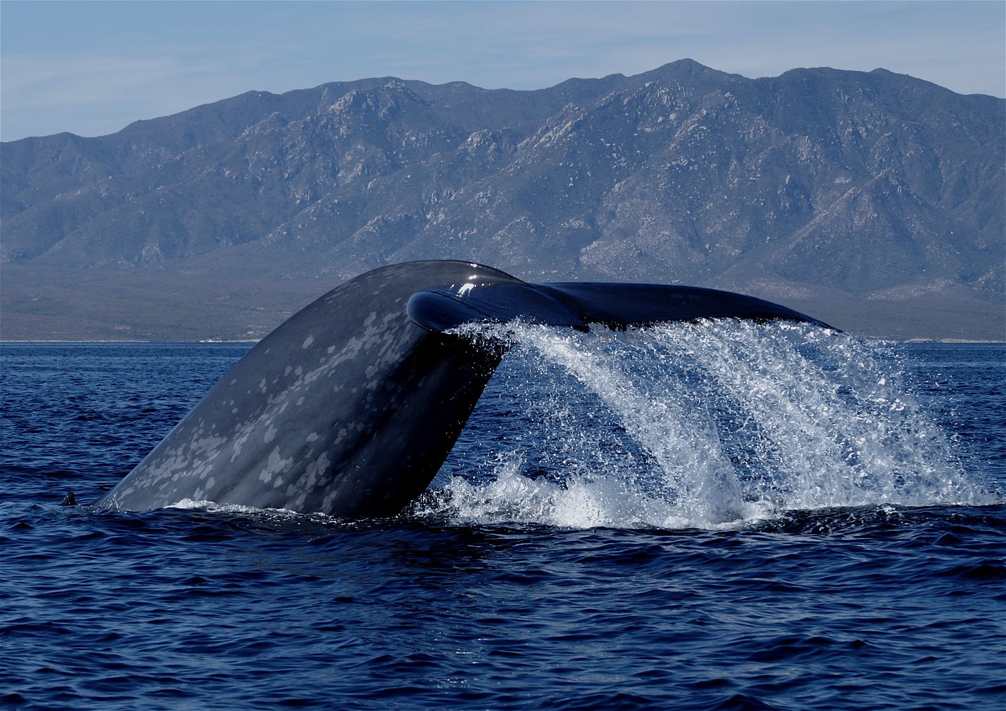 Blue Whale, Mapping, Migration, Geographic society, 2050x1450 HD Desktop