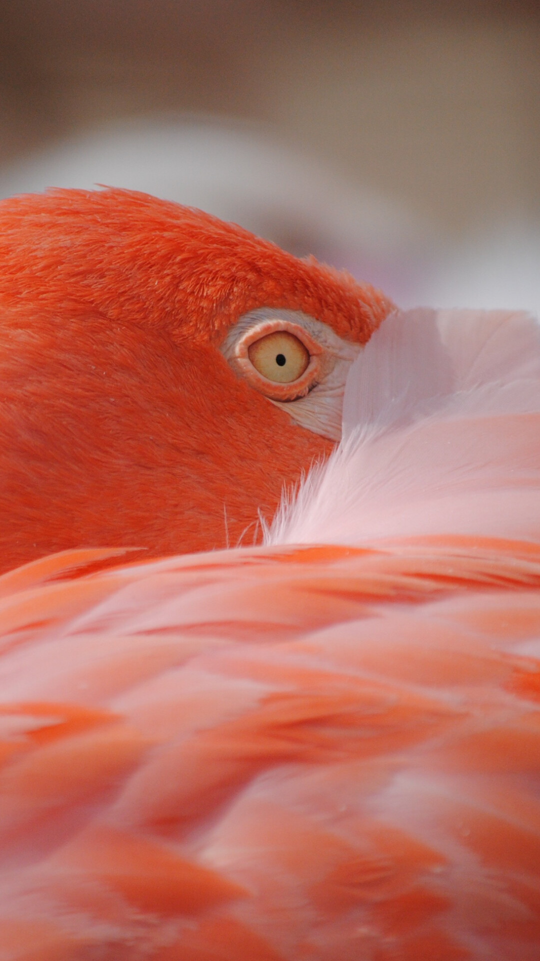 Mesmerizing flamingo, Pexels photo, Tropical wildlife, Nature's flamboyance, 1080x1920 Full HD Phone