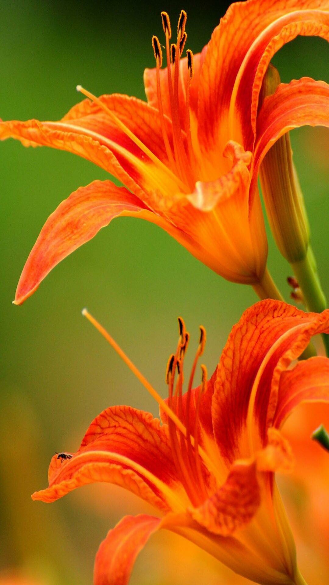 Orange lily, Vibrant wallpapers, Striking beauty, Nature, 1080x1920 Full HD Phone