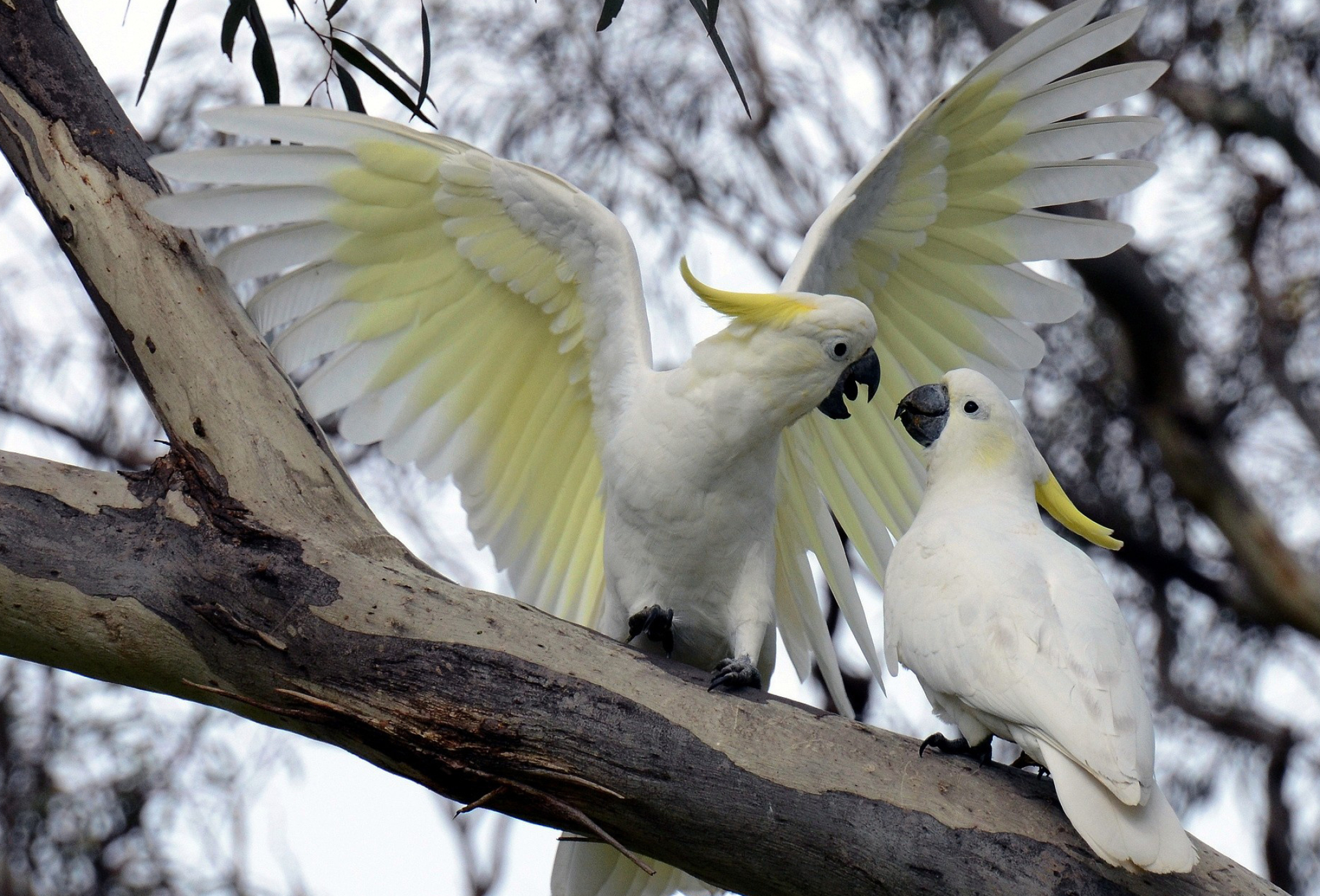 Sulfur-crested beauty, Wild cockatoo, Stunning wallpaper, 2050x1400 HD Desktop