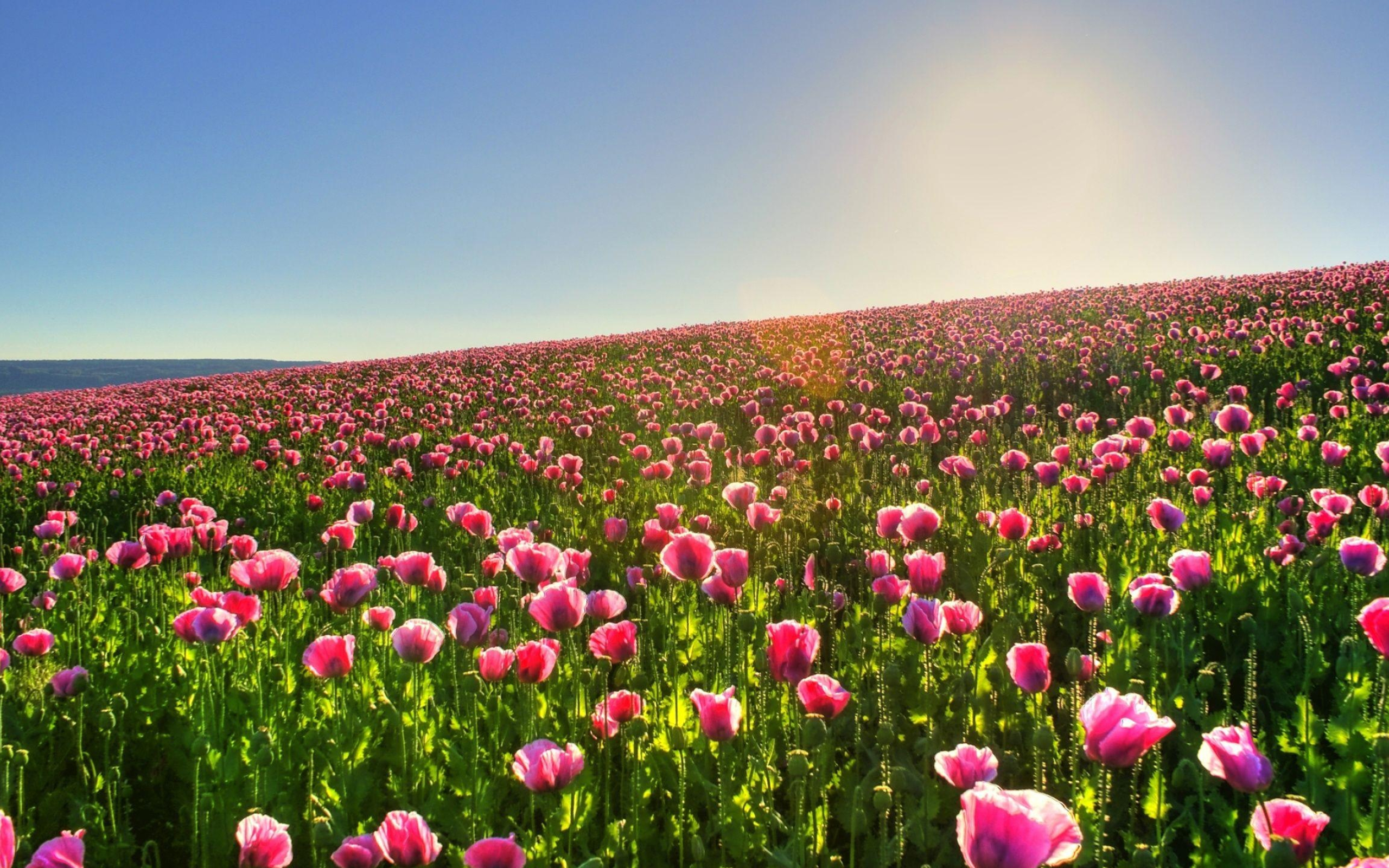 Flower field, Nature, Blooming flowers, Colorful scenery, 2560x1600 HD Desktop