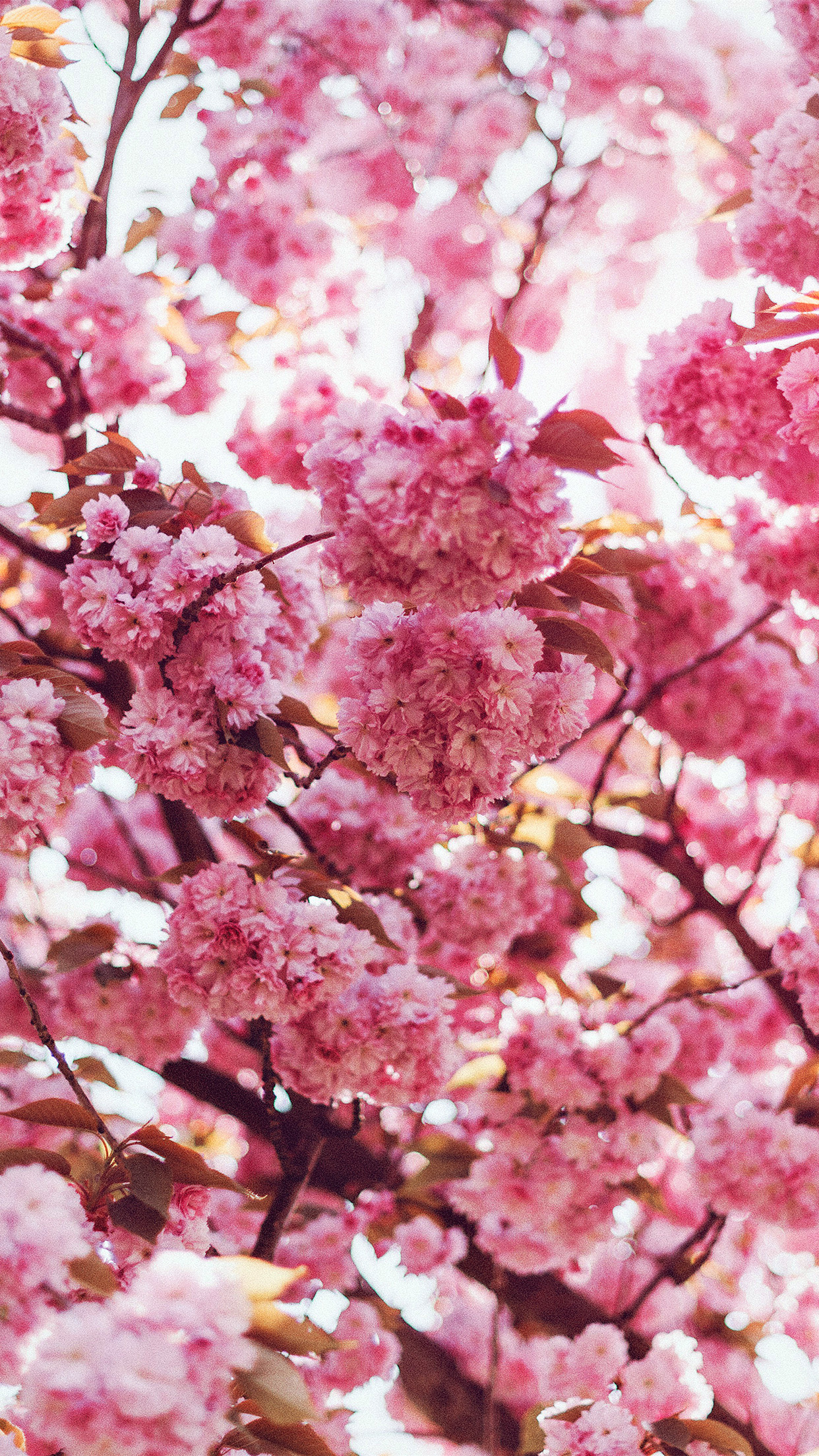 Blooming cherry blossoms, Flowering tree branches, Sunlit pink canopy, HD Phone wallpaper