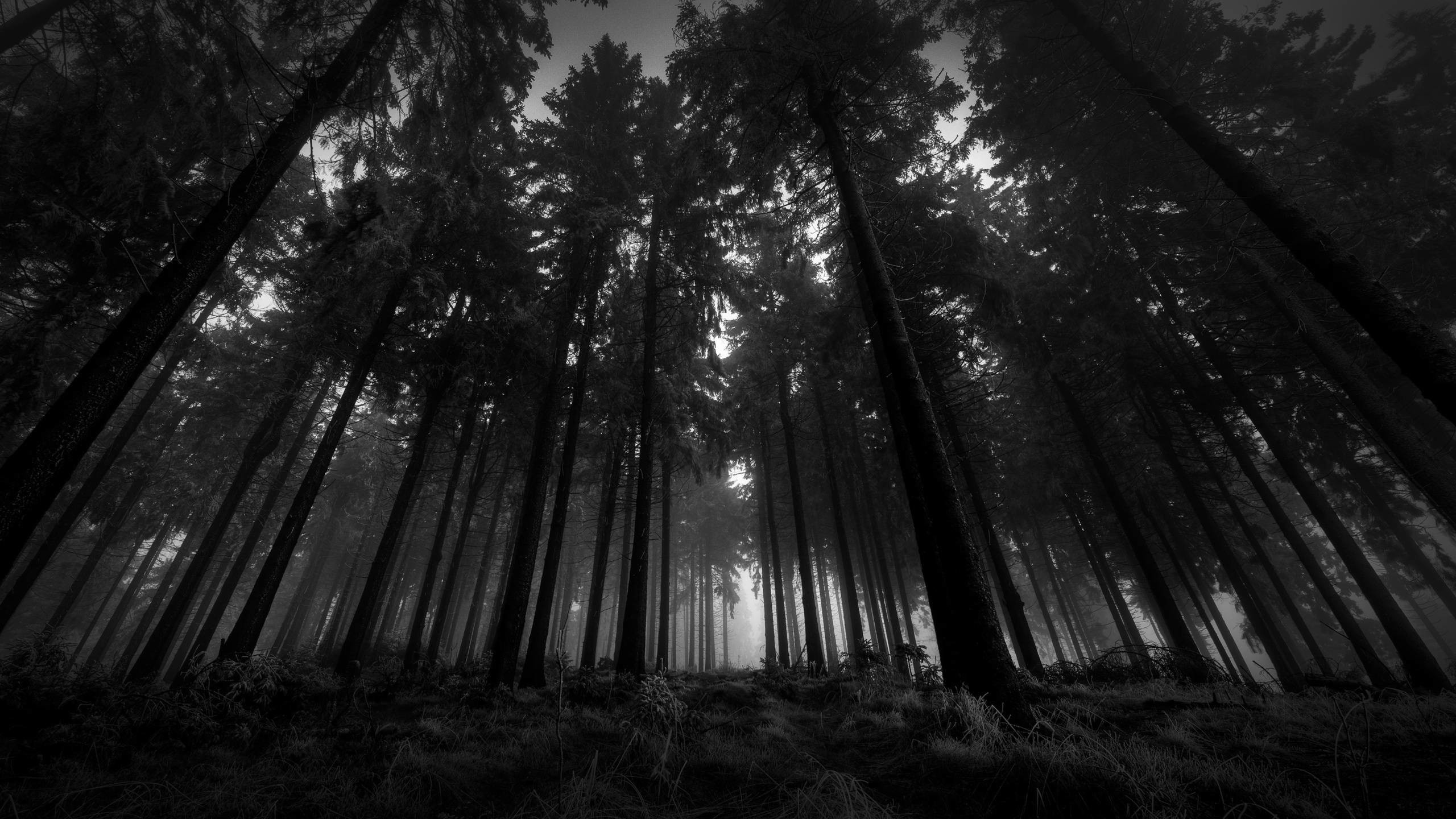 low-angle pine trees, misty coniferous forest, black and white woodland, HD Desktop wallpaper