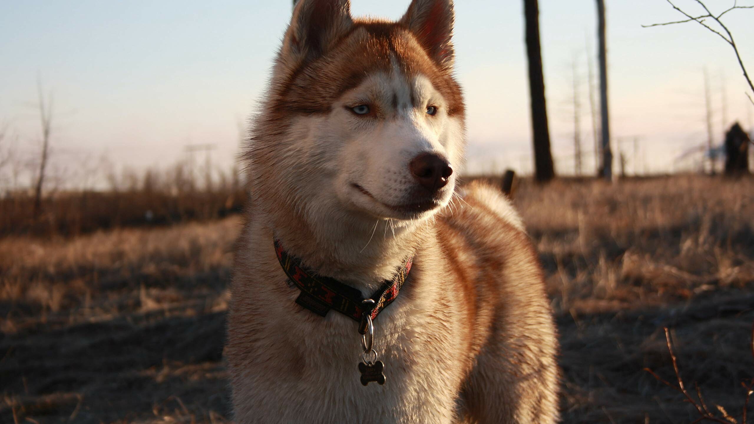 Artistic Husky print, Loyal breed, Dog lover's delight, Animal-themed masterpiece, 2560x1440 HD Desktop