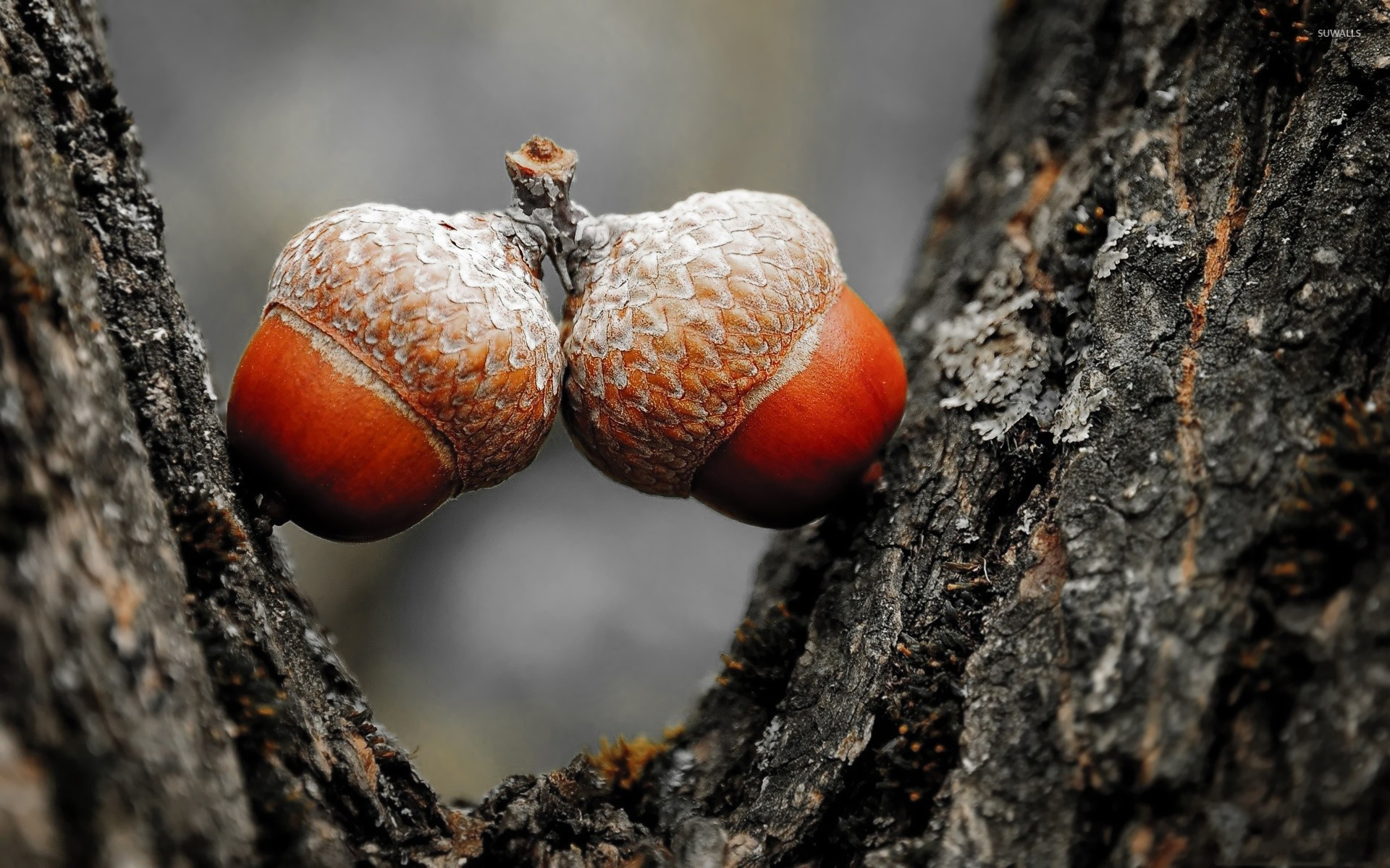 Acorn wallpaper, Fallen leaves, Autumn colors, Nature, 1920x1200 HD Desktop