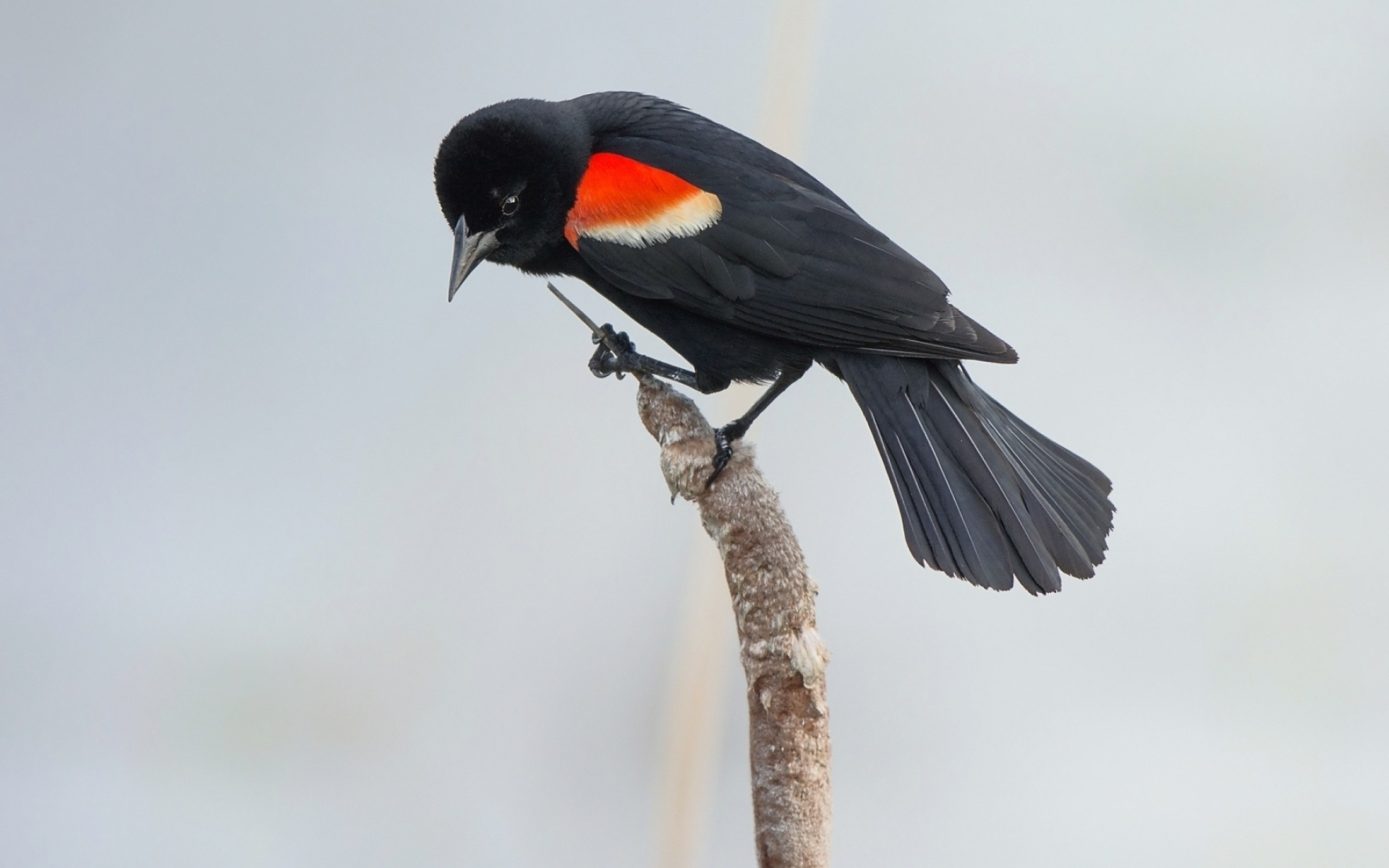 Common Blackbird, Graceful creatures, Charismatic birds, Natural wonders, 1920x1200 HD Desktop