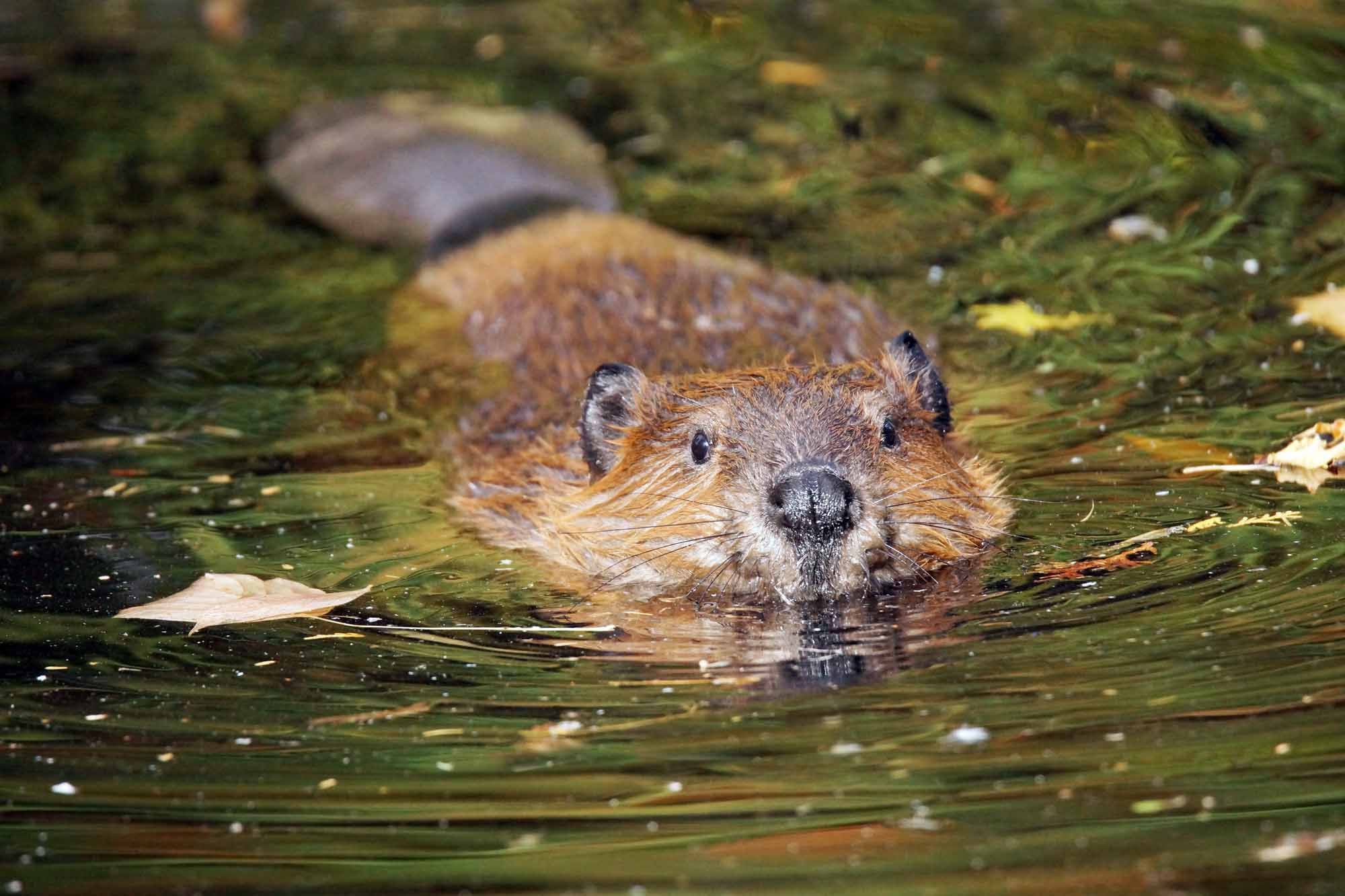 Beaver, Phone desktop wallpapers, 2000x1340 HD Desktop