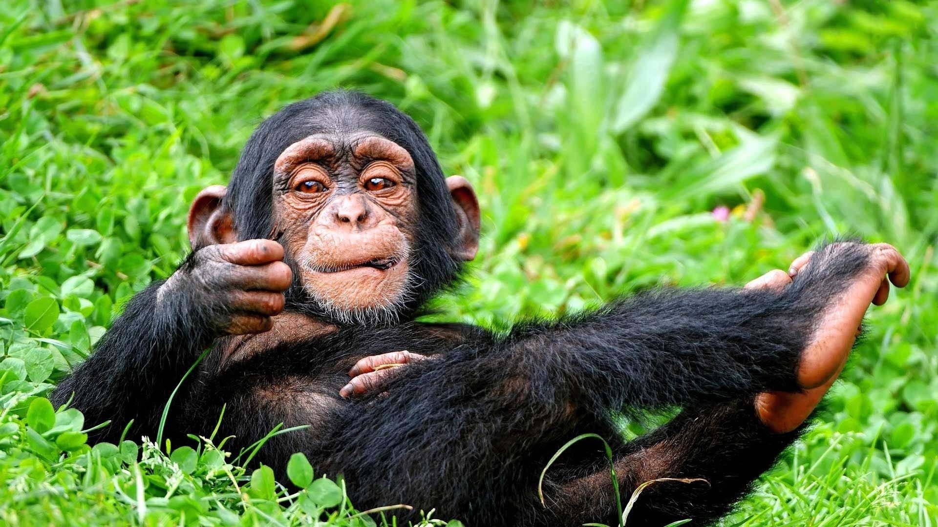 Chimpanzee beauty, High-definition wallpapers, 1920x1080 Full HD Desktop