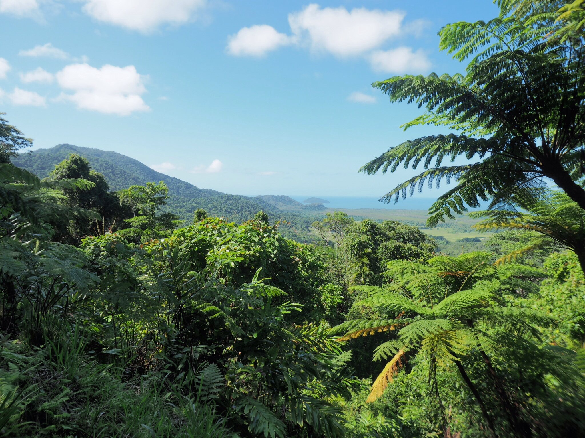 Daintree National Park, Travels, Australia, Cairns, 2050x1540 HD Desktop