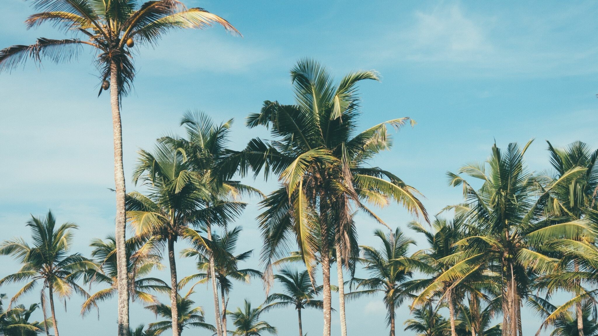 VSCO palm tree, Computer wallpapers, Trendy aesthetic, Retro vibes, 2050x1160 HD Desktop