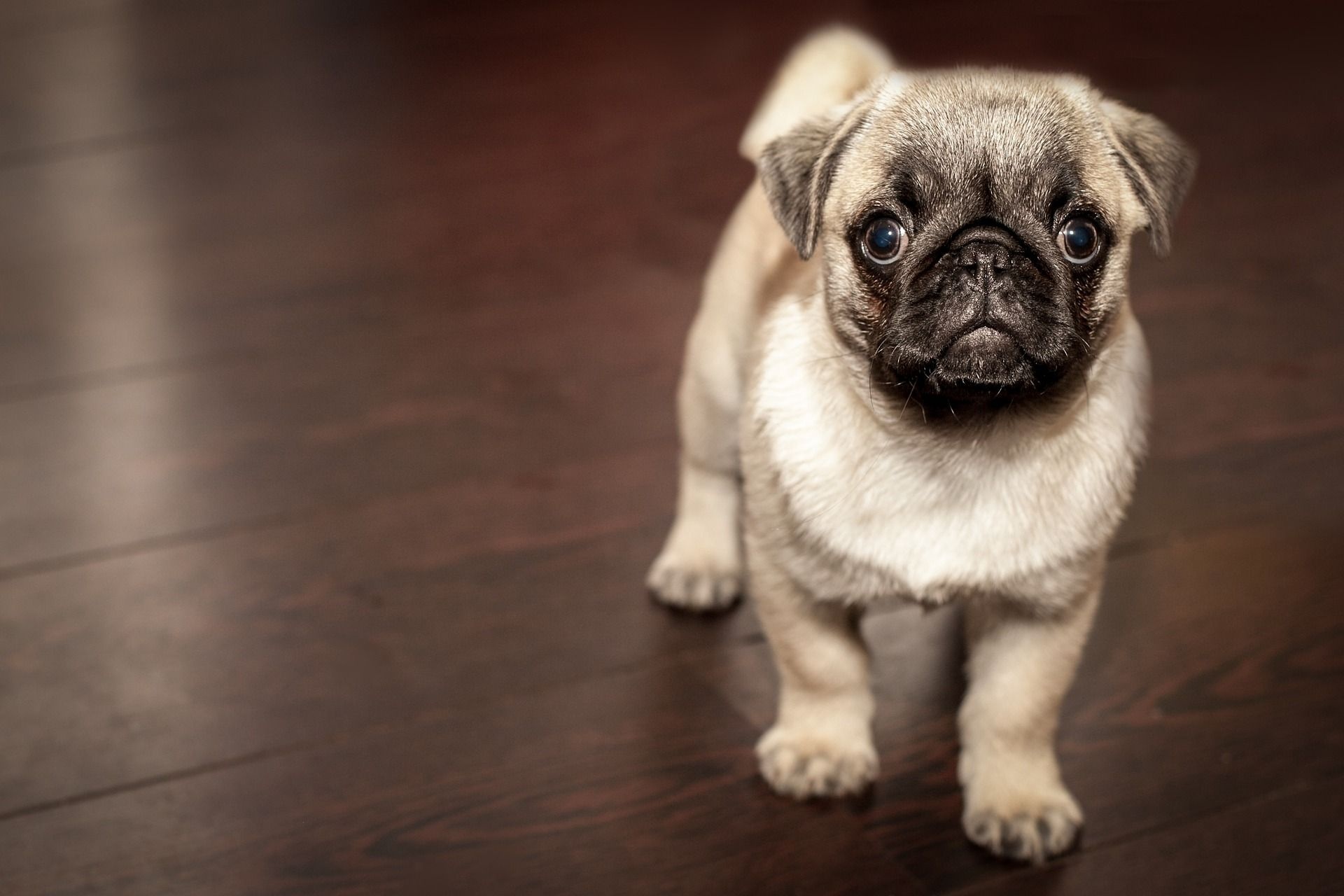 Pug puppy, Dark hardwood flooring, Fawn Pug, HD Desktop wallpaper
