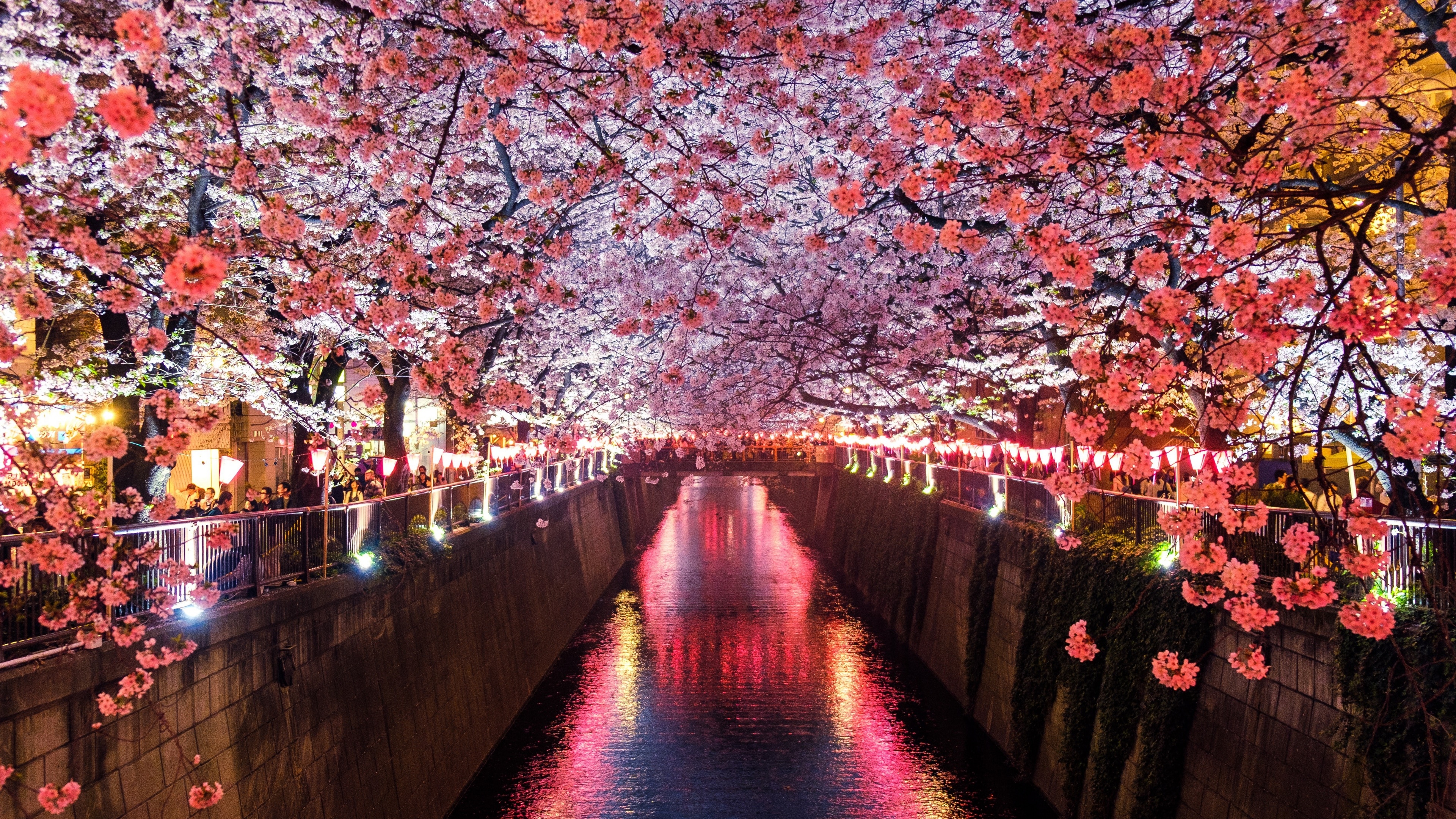 Meguro River sakura illumination, Blooming cherry blossom canopy, Illuminated paper lanterns, 4K Desktop wallpaper