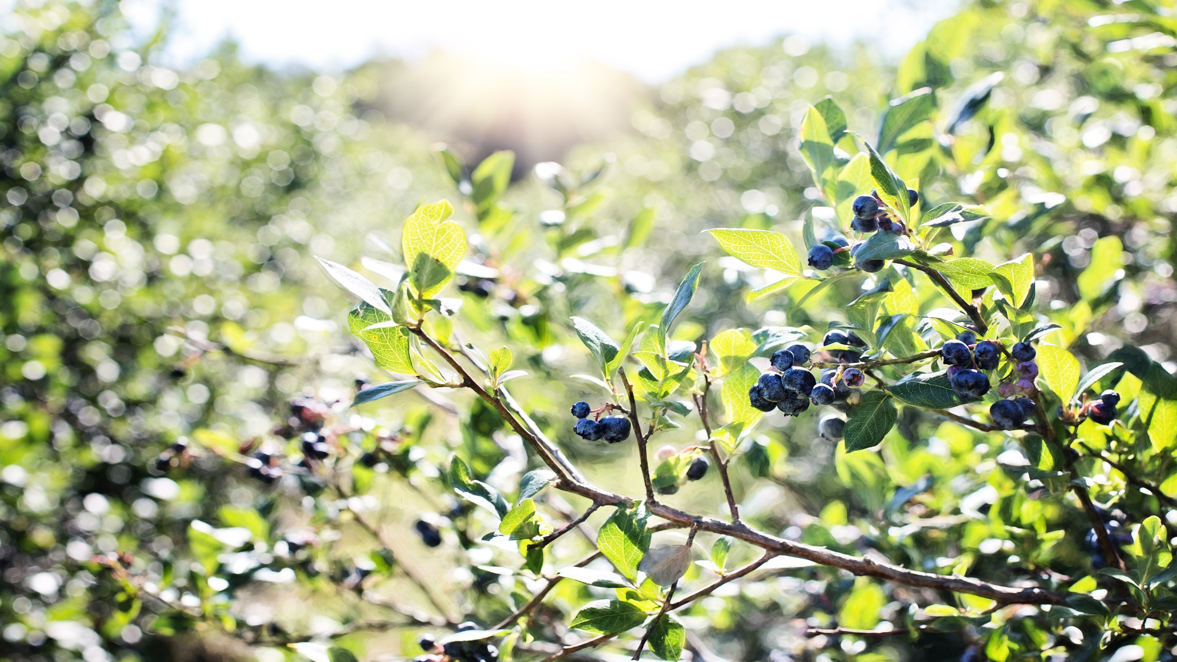 Food, Berries wallpaper, 4K ultra HD, 3840x2160 4K Desktop