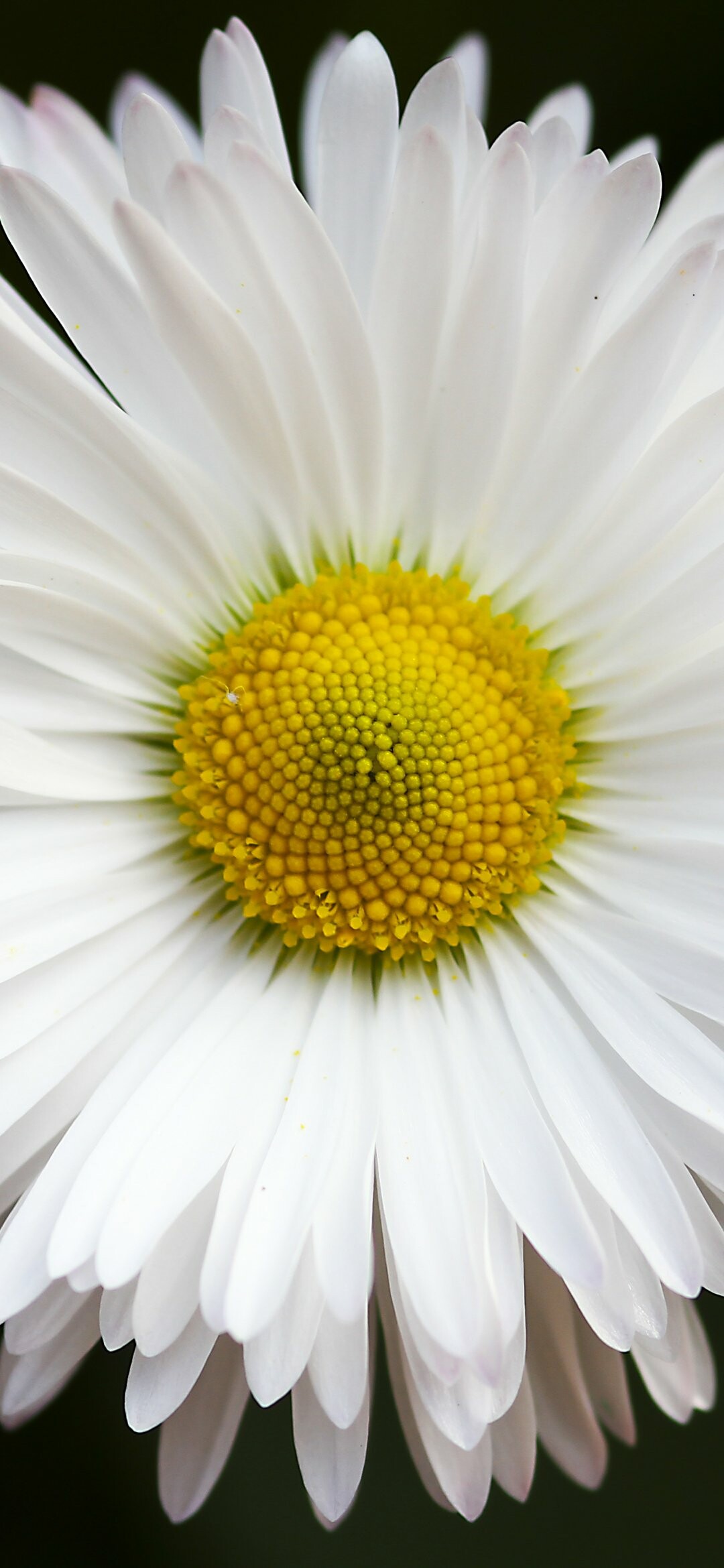 Earth's charm, Daisy flower, Natural serenity, Blooming flora, 1080x2340 HD Phone