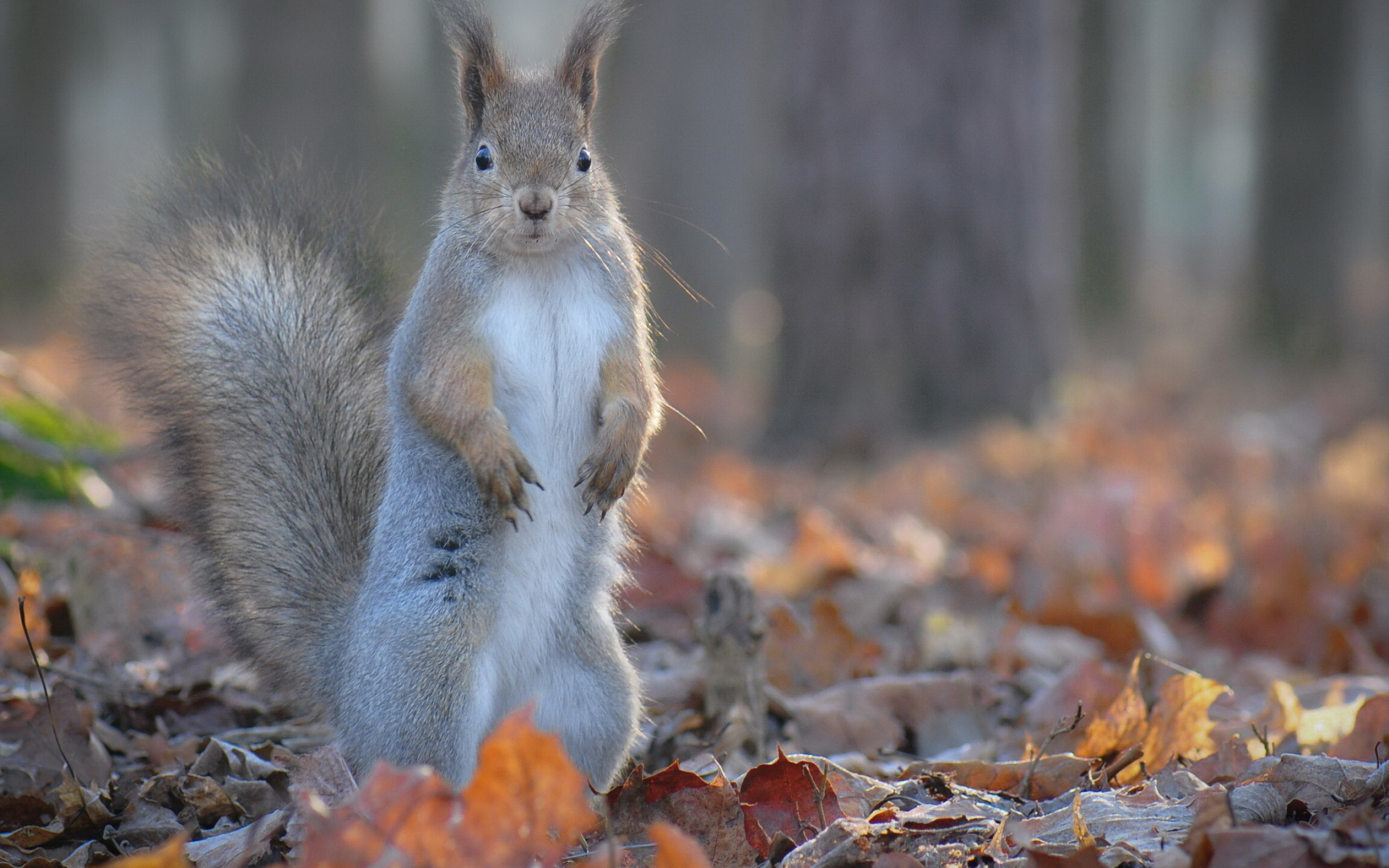 Gray squirrel, Nut foraging, Tree branches, Wildlife photography, 2560x1600 HD Desktop