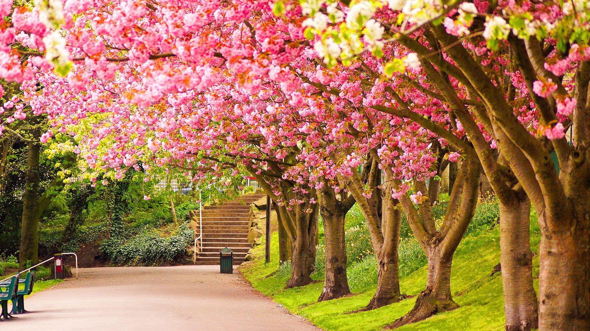 Pink cherry blossom trees, Paved park walkway, Outdoor stone staircase, Full HD Desktop wallpaper