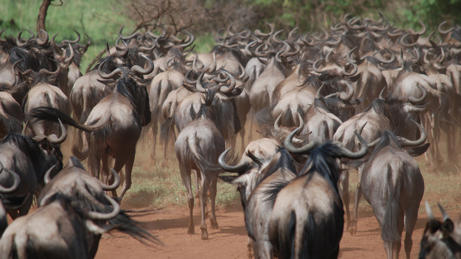 Serengeti National Park, Ona Safari, African safari, Wildlife photography, 1920x1080 Full HD Desktop