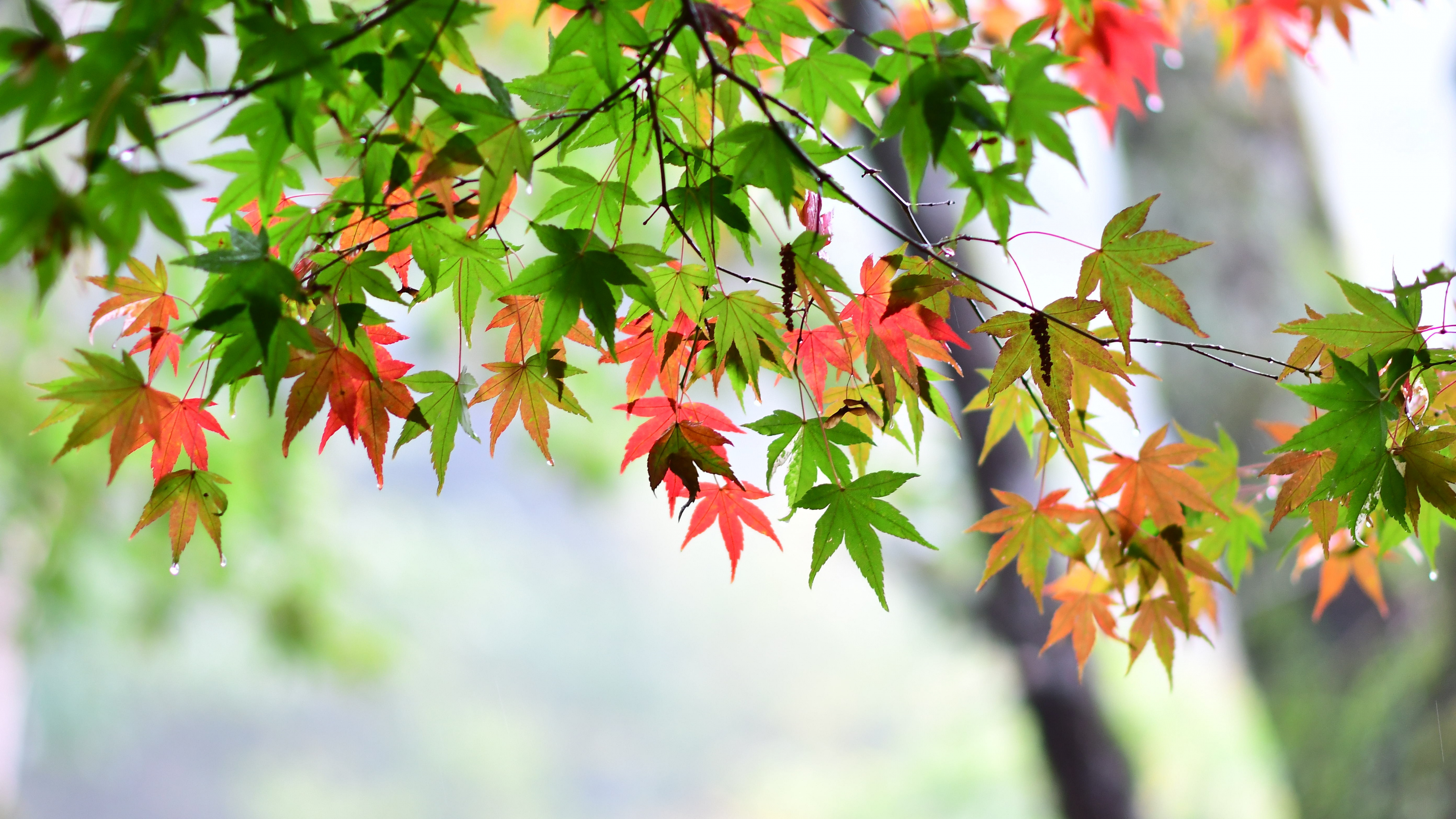 Branch, Maple Leaves Wallpaper, 3840x2160 4K Desktop