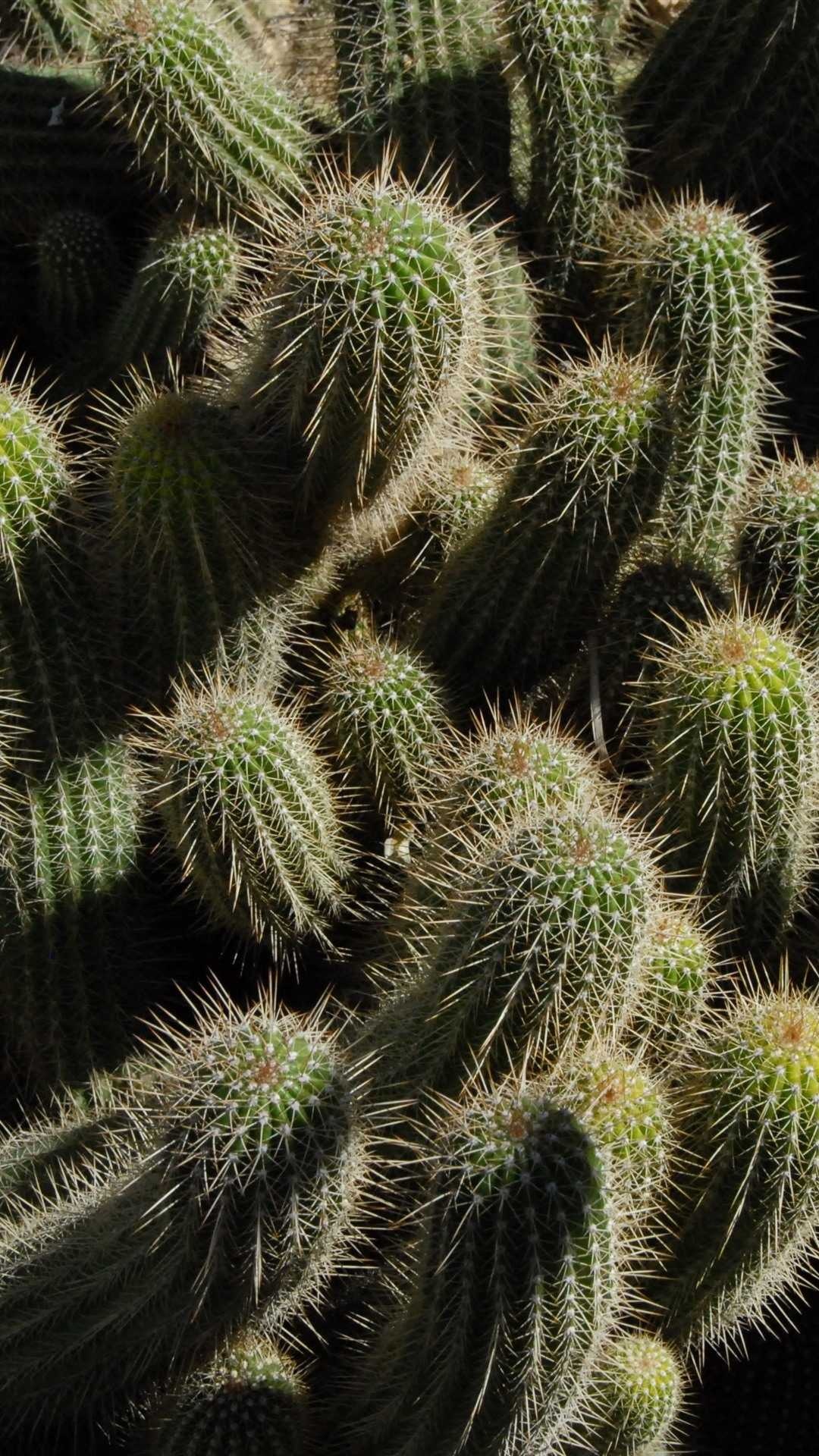 Cactus, Cactus wallpaper, Visually striking, Mesmerizing flora, 1080x1920 Full HD Phone