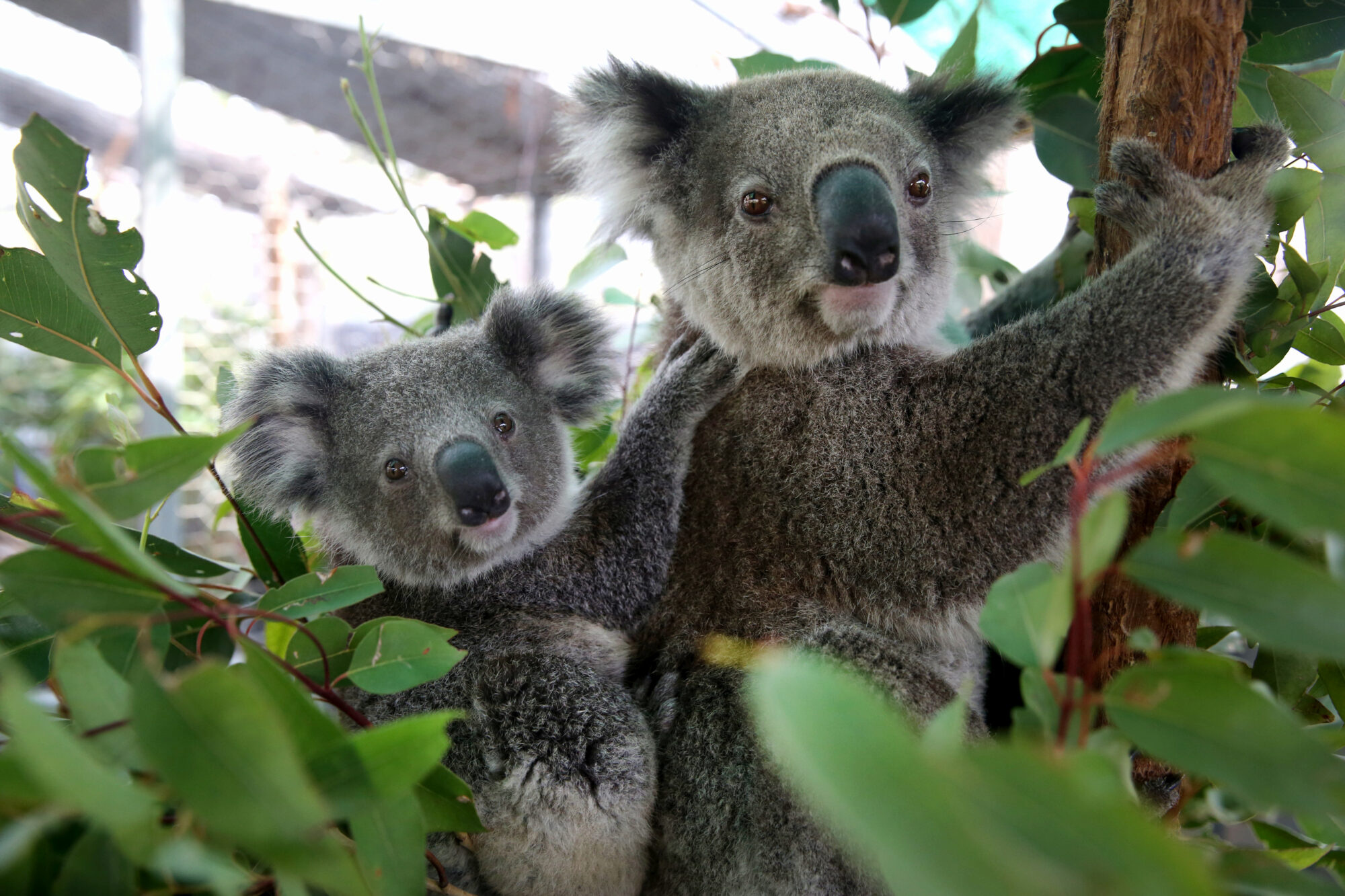 Koala Hospital Port Macquarie, Koalas Wallpaper, 2000x1340 HD Desktop