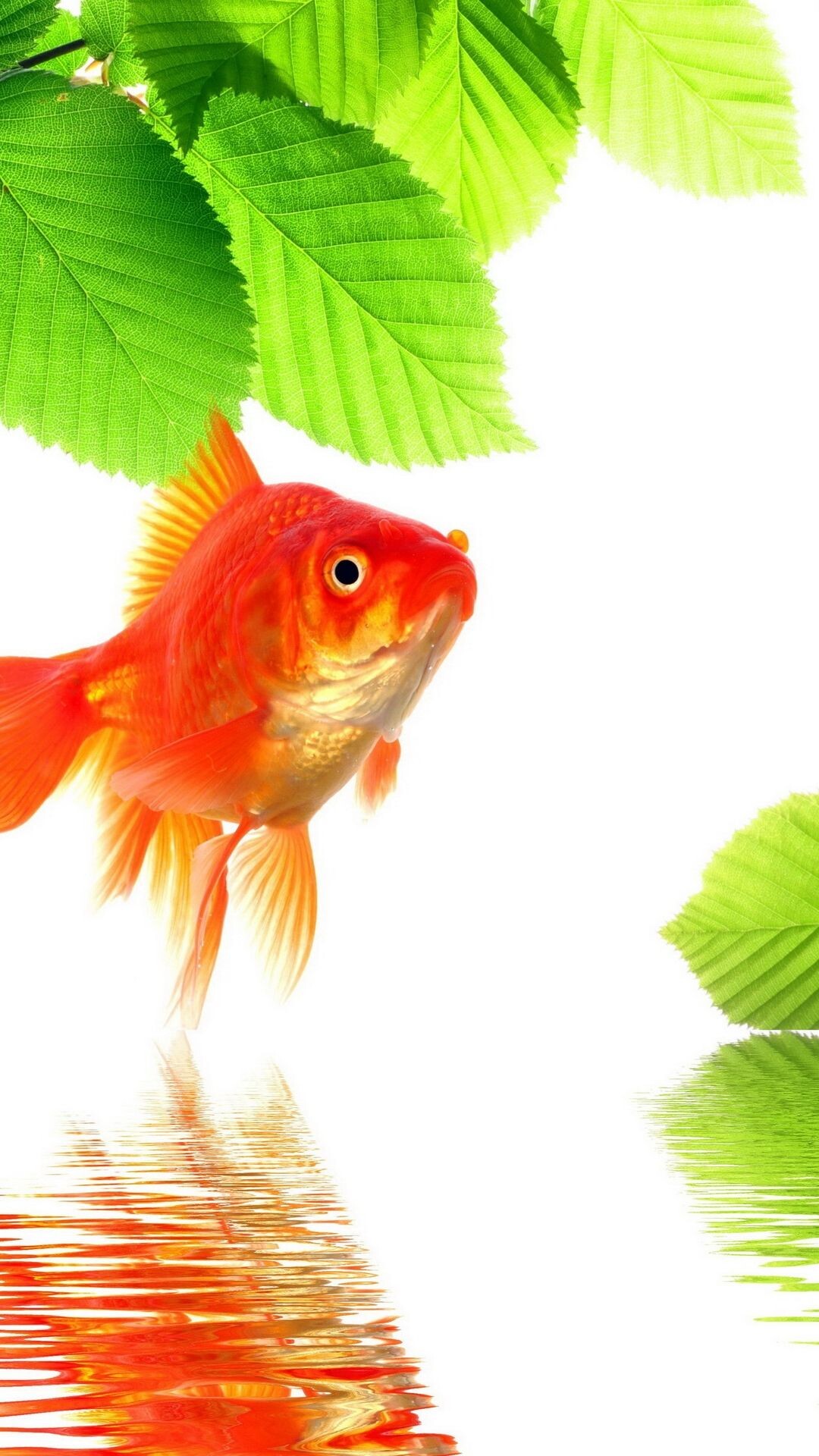 Gold Fish, iPhone wallpapers, Stunning aquatic imagery, Mobile beauty, 1080x1920 Full HD Phone