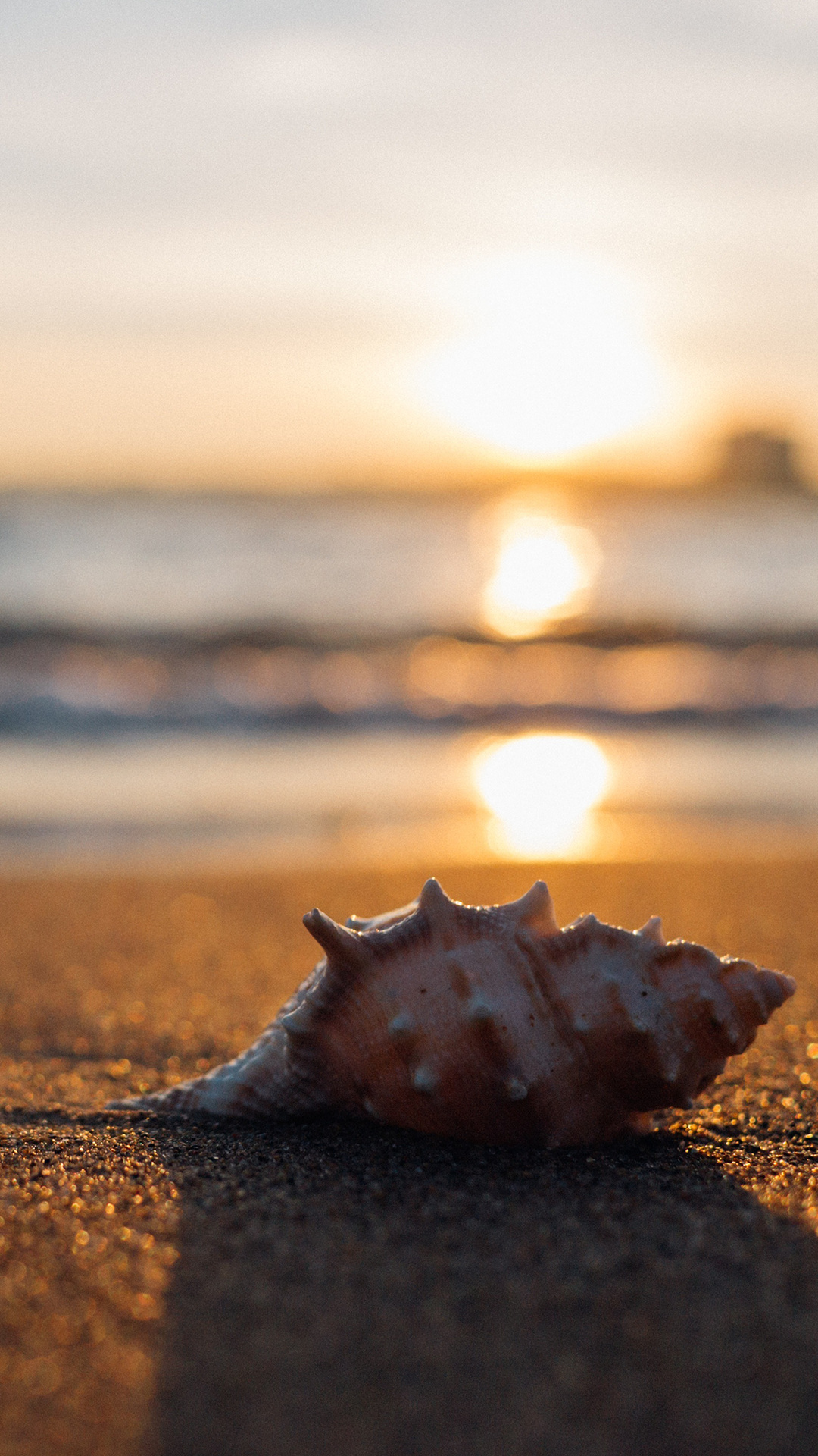 Sea Shell, Iphone Background, White Background, Wallpaper, 1080x1920 Full HD Phone