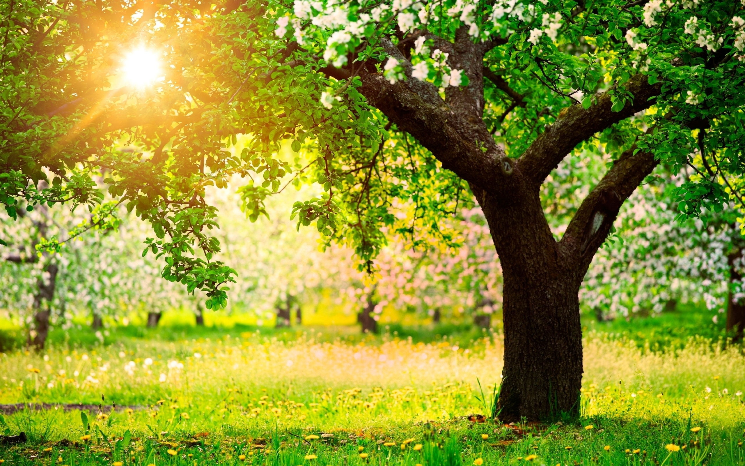 Garden, Apple Trees Wallpaper, 2560x1600 HD Desktop
