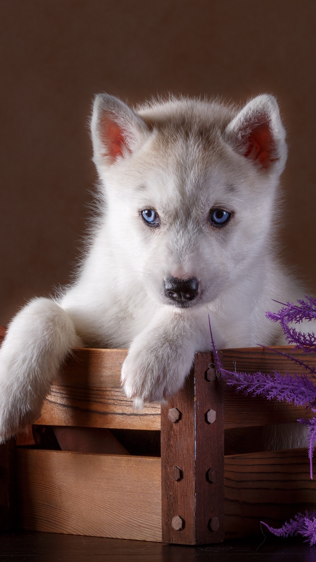 Anime husky wallpaper, Stunning digital art, Chocolate-colored cuteness, Anime admiration, 1080x1920 Full HD Phone
