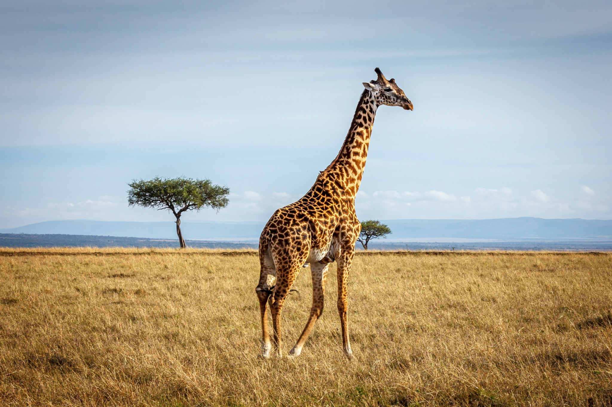 Top giraffe full HD wallpaper, Book your, 2050x1370 HD Desktop