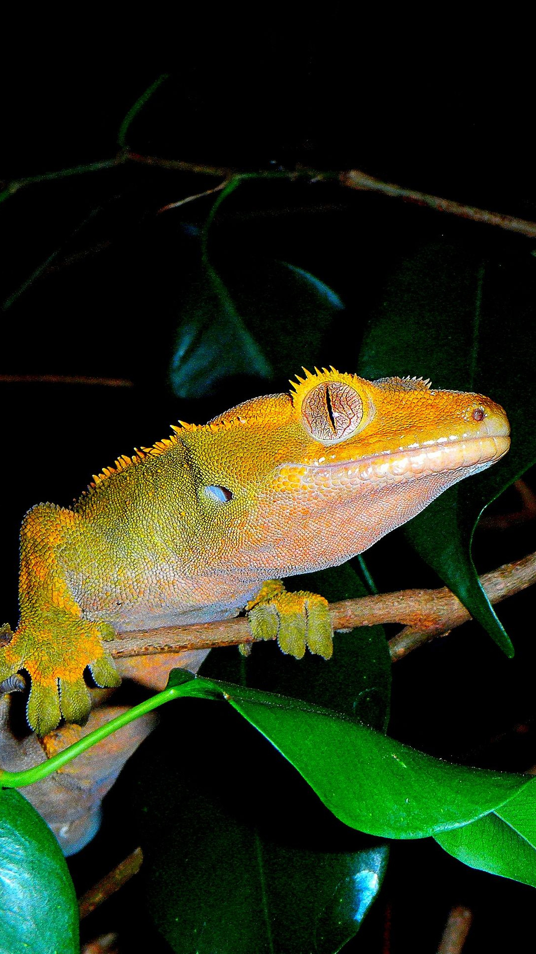 Crested gecko allure, Fiery reptile, Close-up beauty, Reptilian eyes, 1080x1920 Full HD Phone