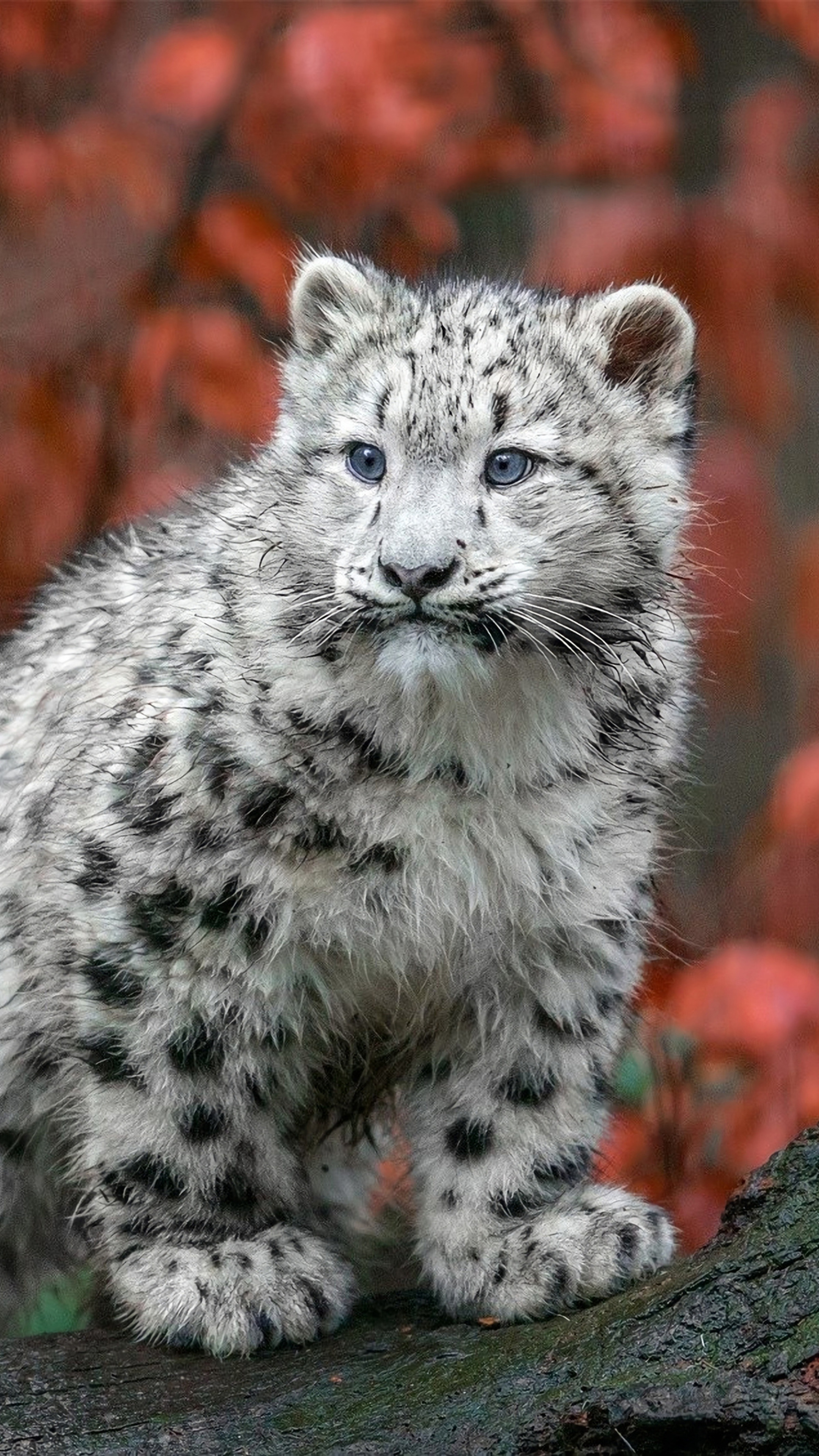 Snow leopard, Baby Animal Wallpaper, 2160x3840 4K Phone