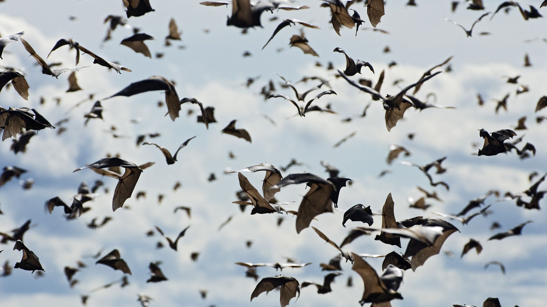 Flying bats, Mysterious creatures, Dark and fascinating, Wildlife wonder, 1920x1080 Full HD Desktop