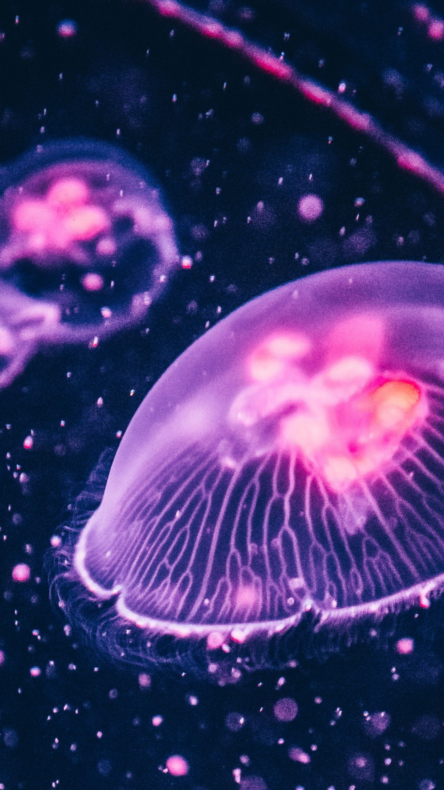 Pink glow jellyfish, Jellyfish design, Photographic art, Mesmerizing pet, 1440x2560 HD Phone