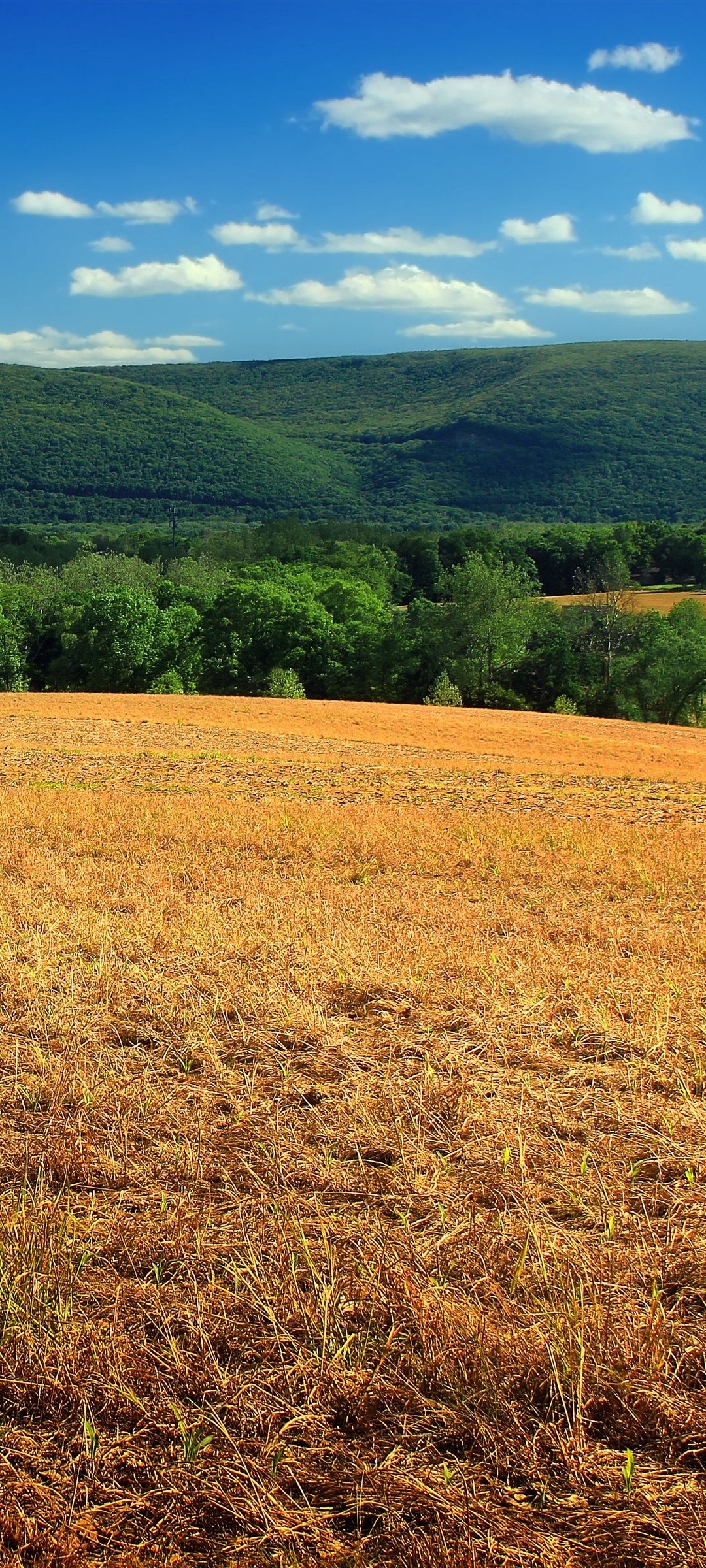 golden harvested field, forested green hills, blue sky cumulus clouds, HD Phone wallpaper