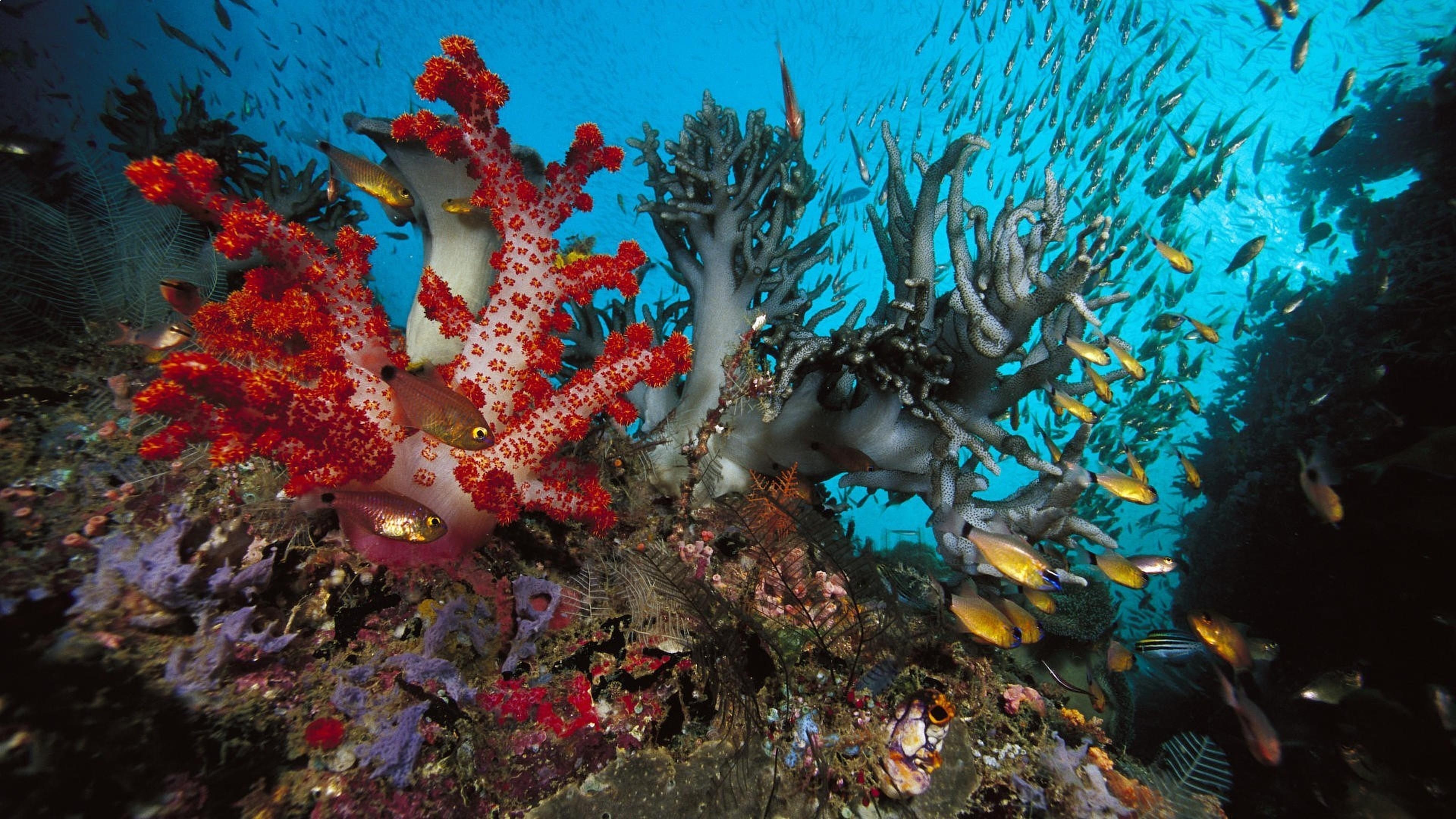 Marine life, Coral species, Underwater ecosystem, Vibrant colors, 3840x2160 4K Desktop