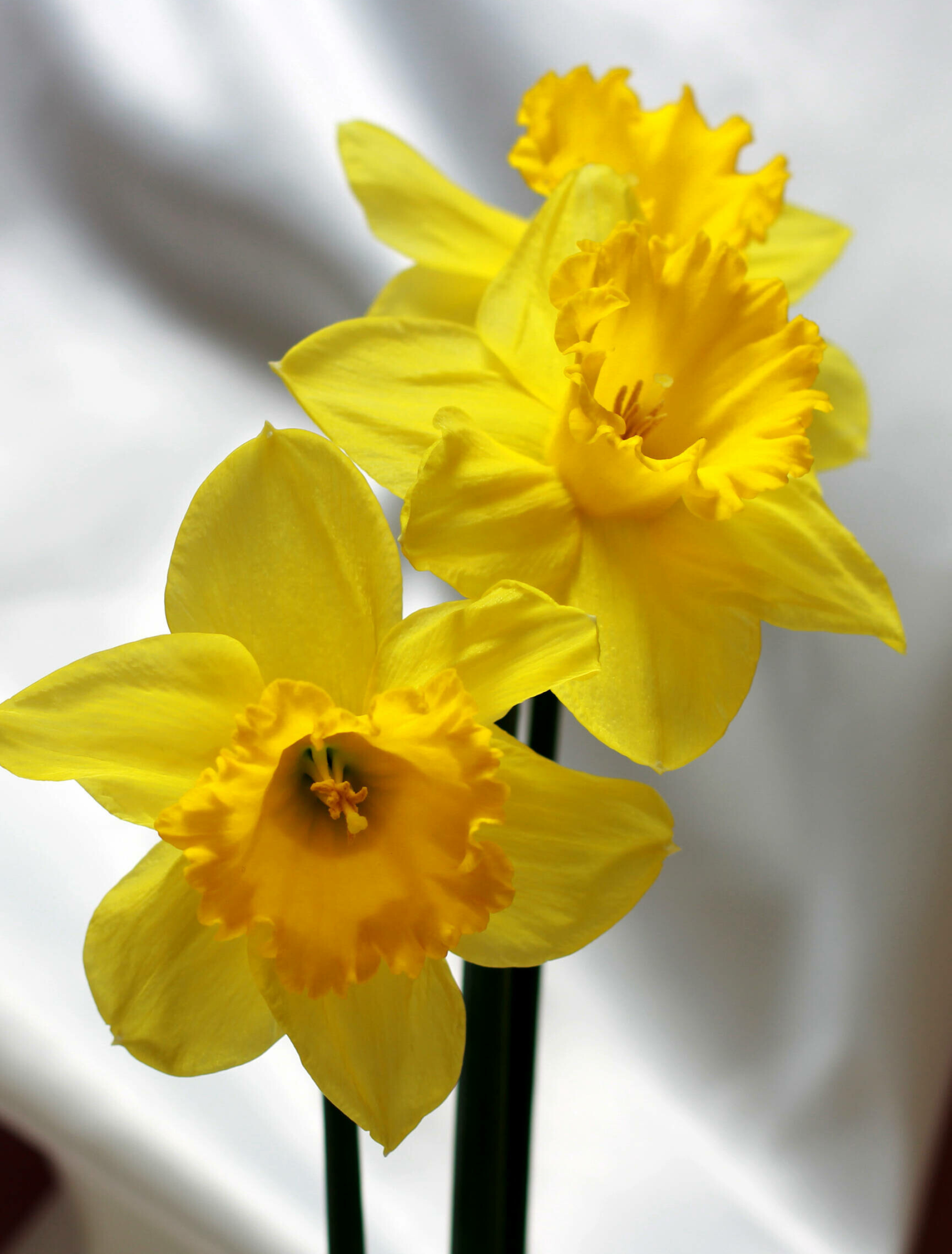 Bouquet of daffodils, Image, Narcissus, Torange biz, 1920x2530 HD Phone
