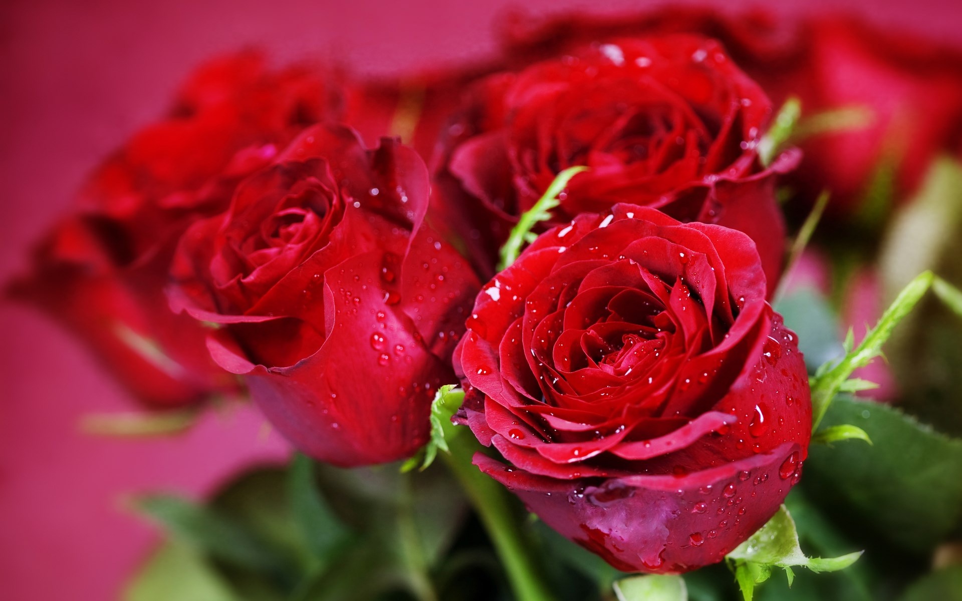 blooming red roses, water droplets on petals, green sepals and leaves, HD Desktop wallpaper